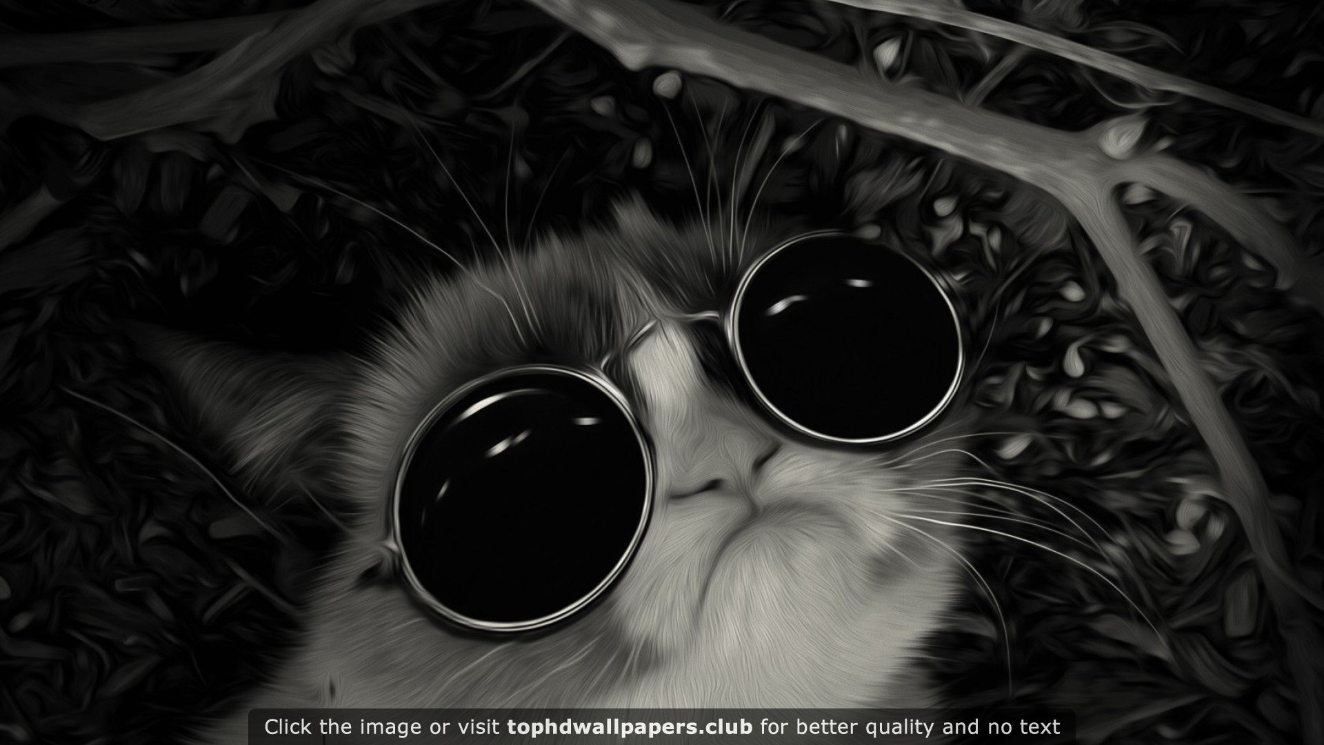 Cat With Sunglasses Wallpapers