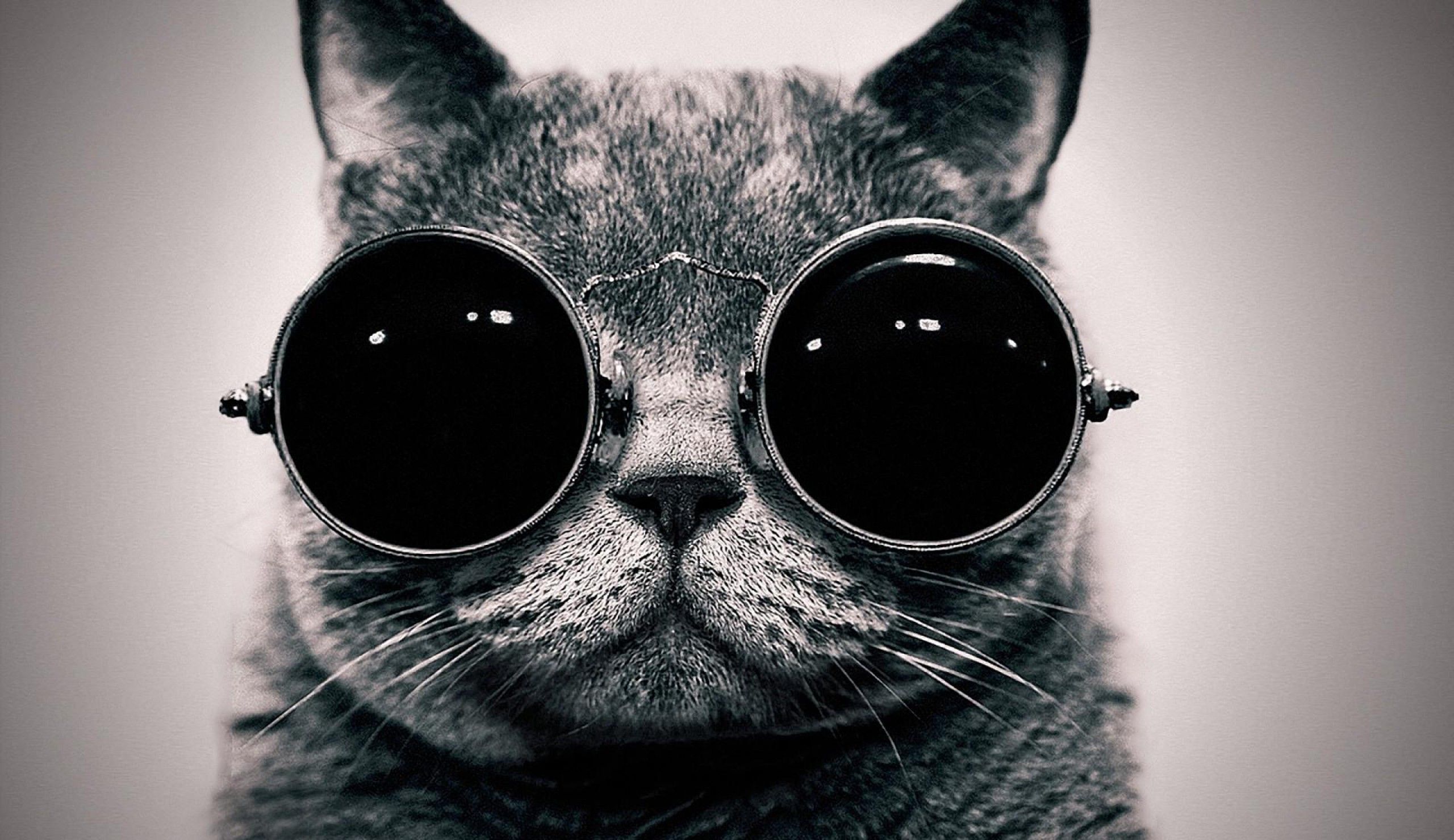 Cat With Sunglasses Wallpapers