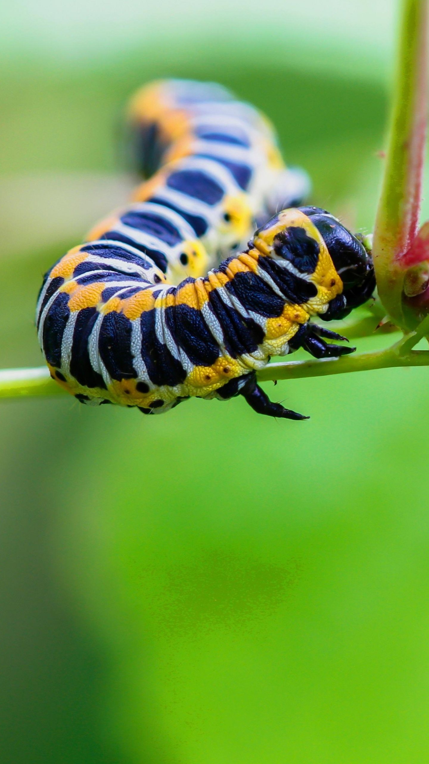 Caterpillar Wallpapers