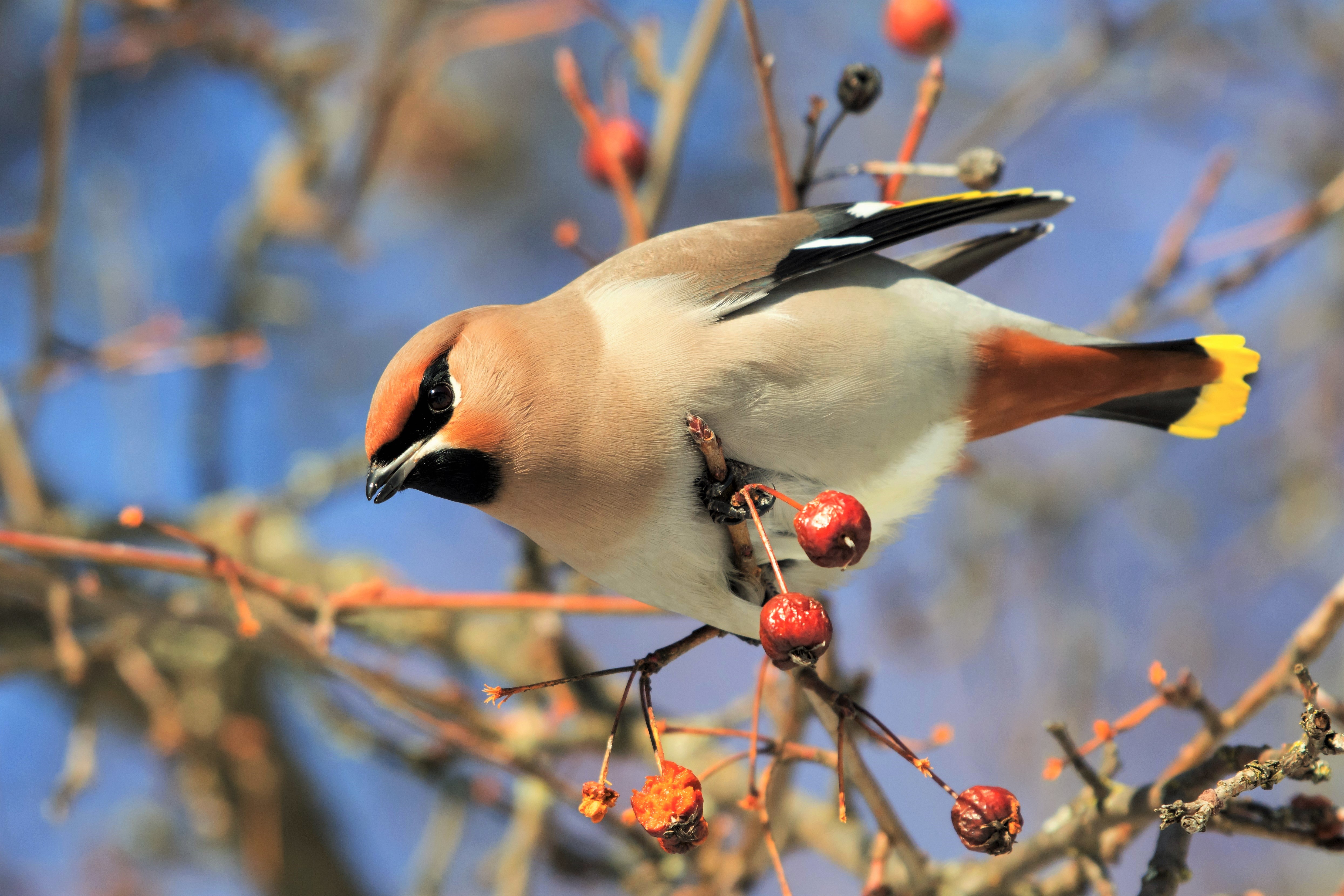 Cedar Waxwing Wallpapers