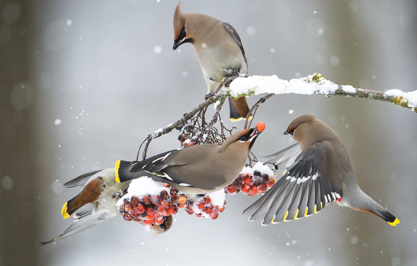 Cedar Waxwing Wallpapers