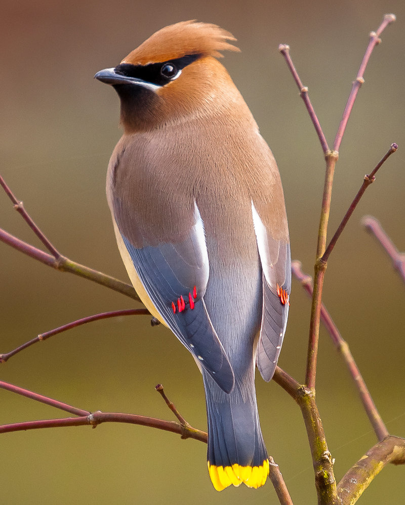 Cedar Waxwing Wallpapers