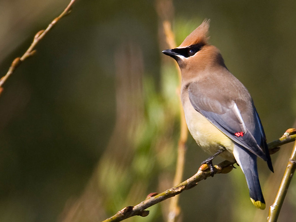 Cedar Waxwing Wallpapers