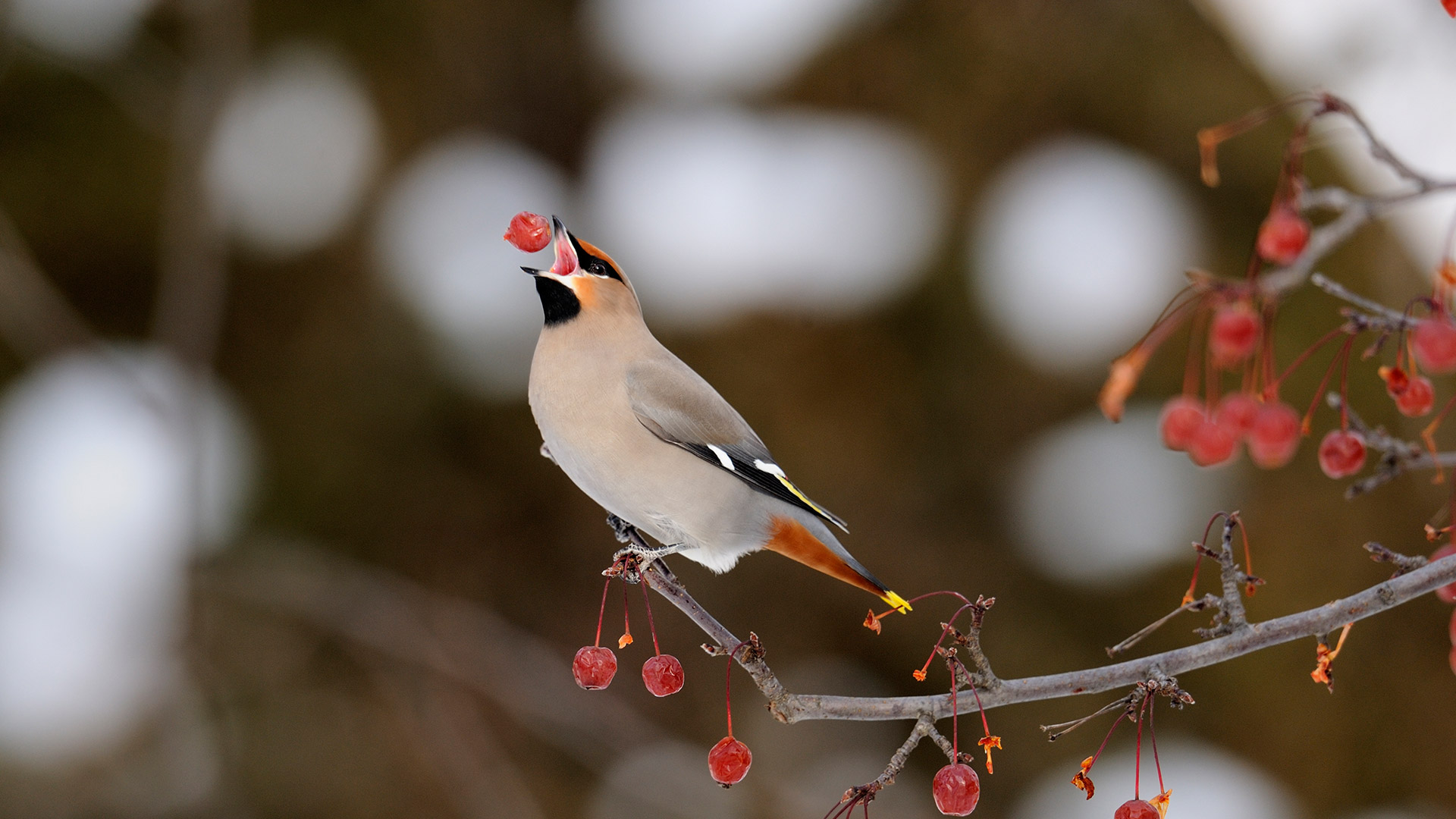 Cedar Waxwing Wallpapers