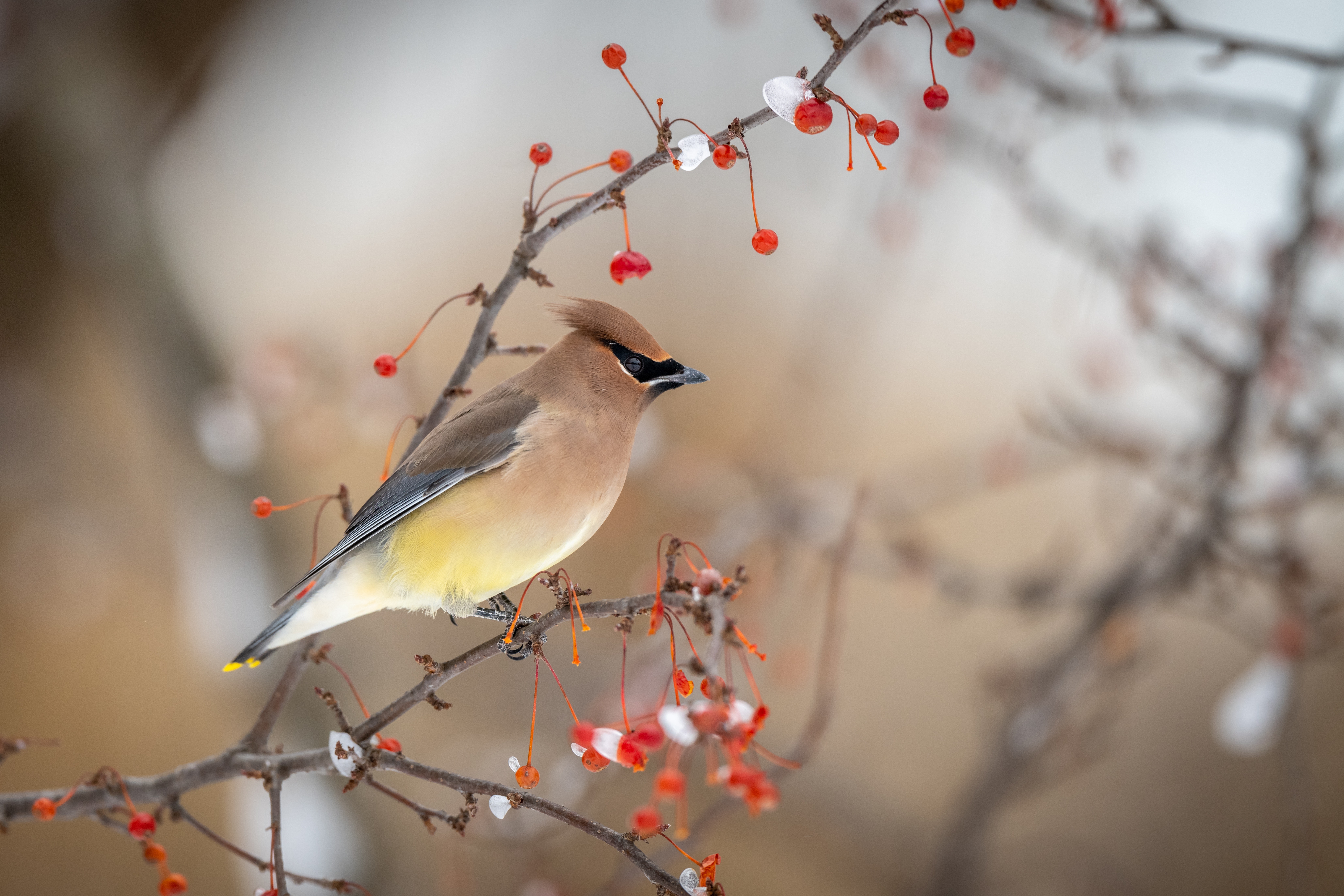 Cedar Waxwing Wallpapers