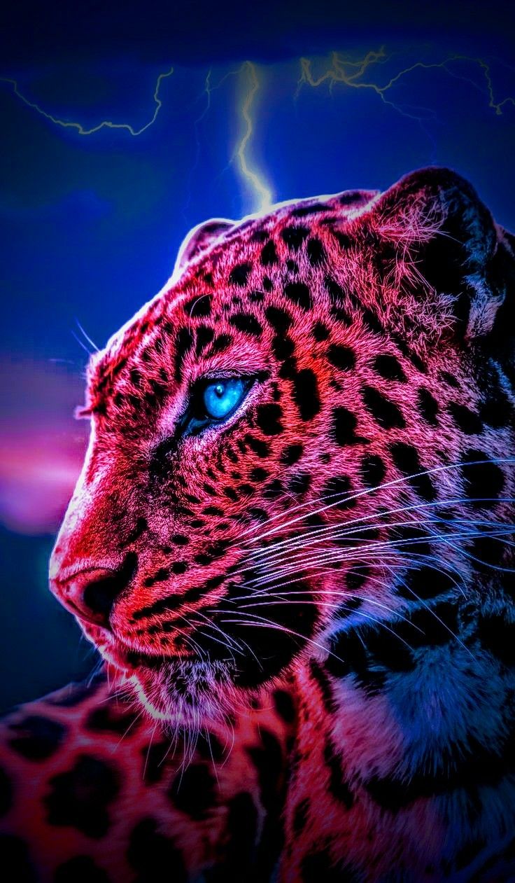 Cheetah Wallpapers