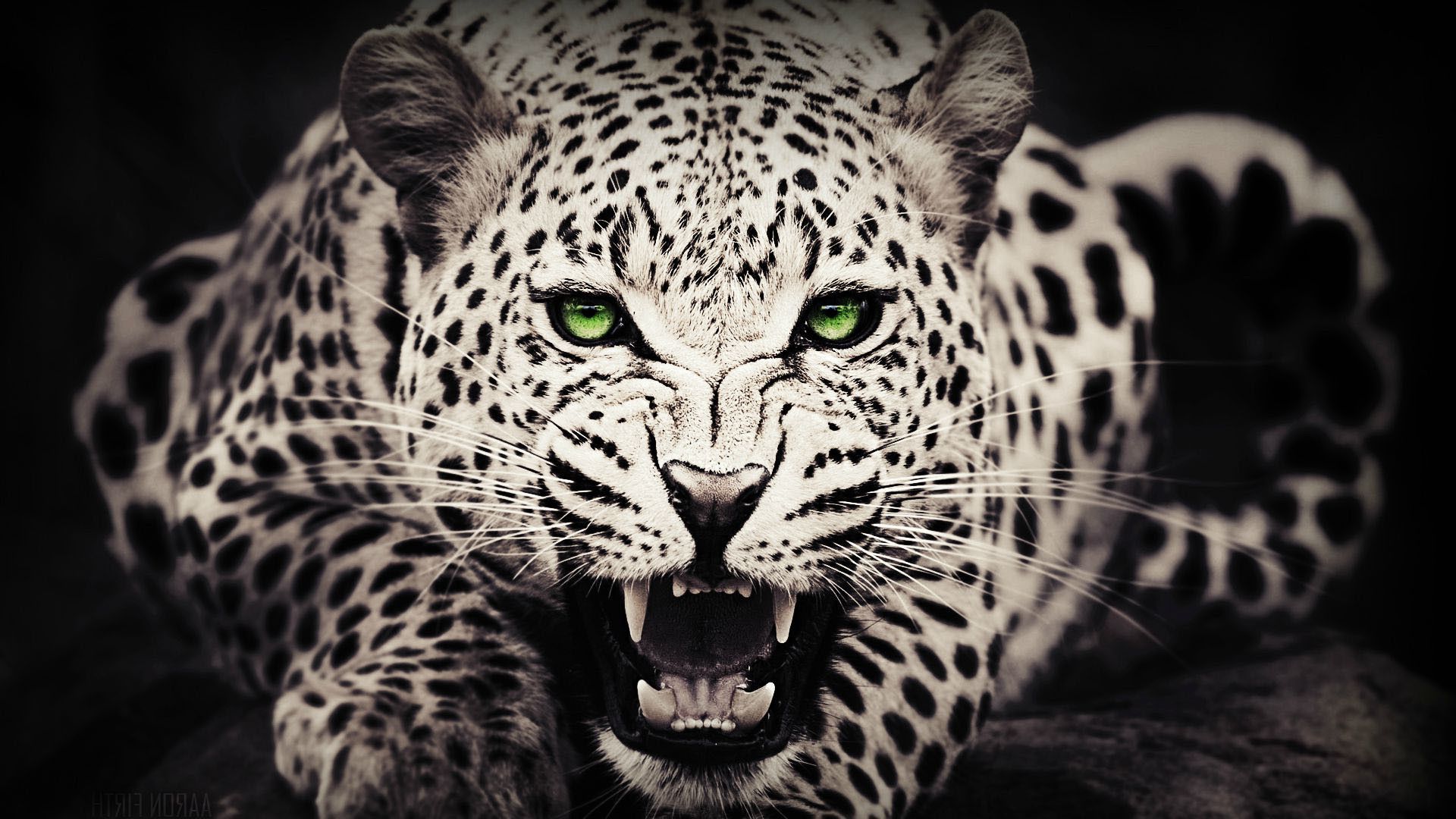 Cheetah Wallpapers