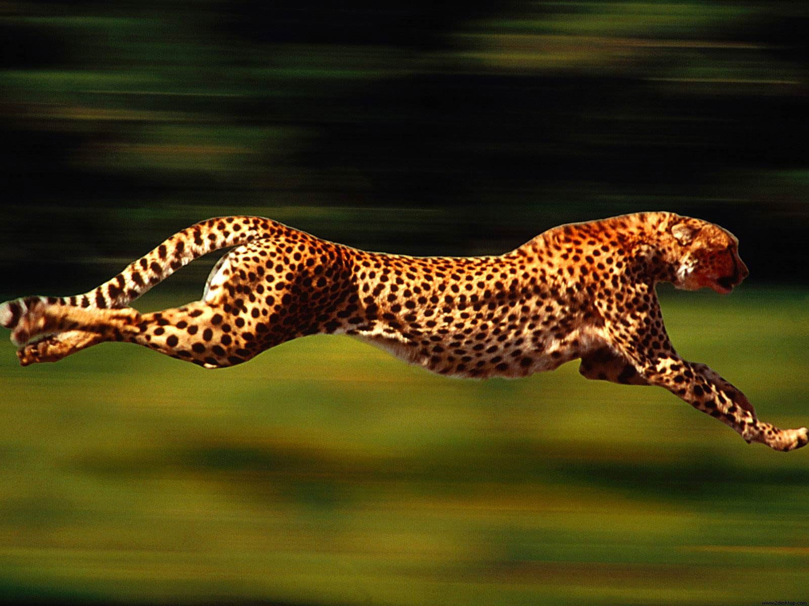 Cheetah Wallpapers