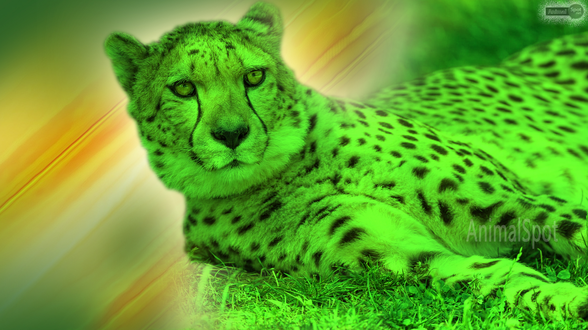 Cheetah Wallpapers