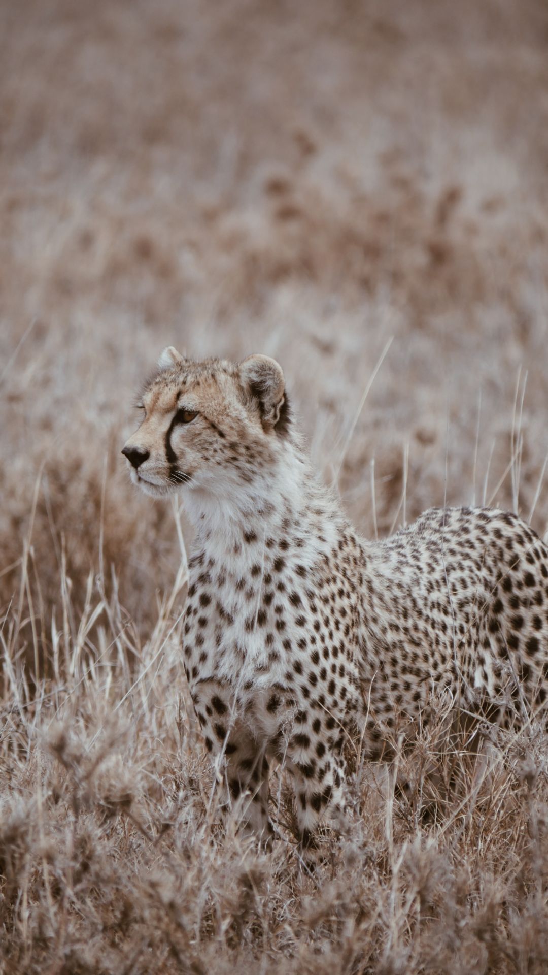 Cheetah Wallpapers