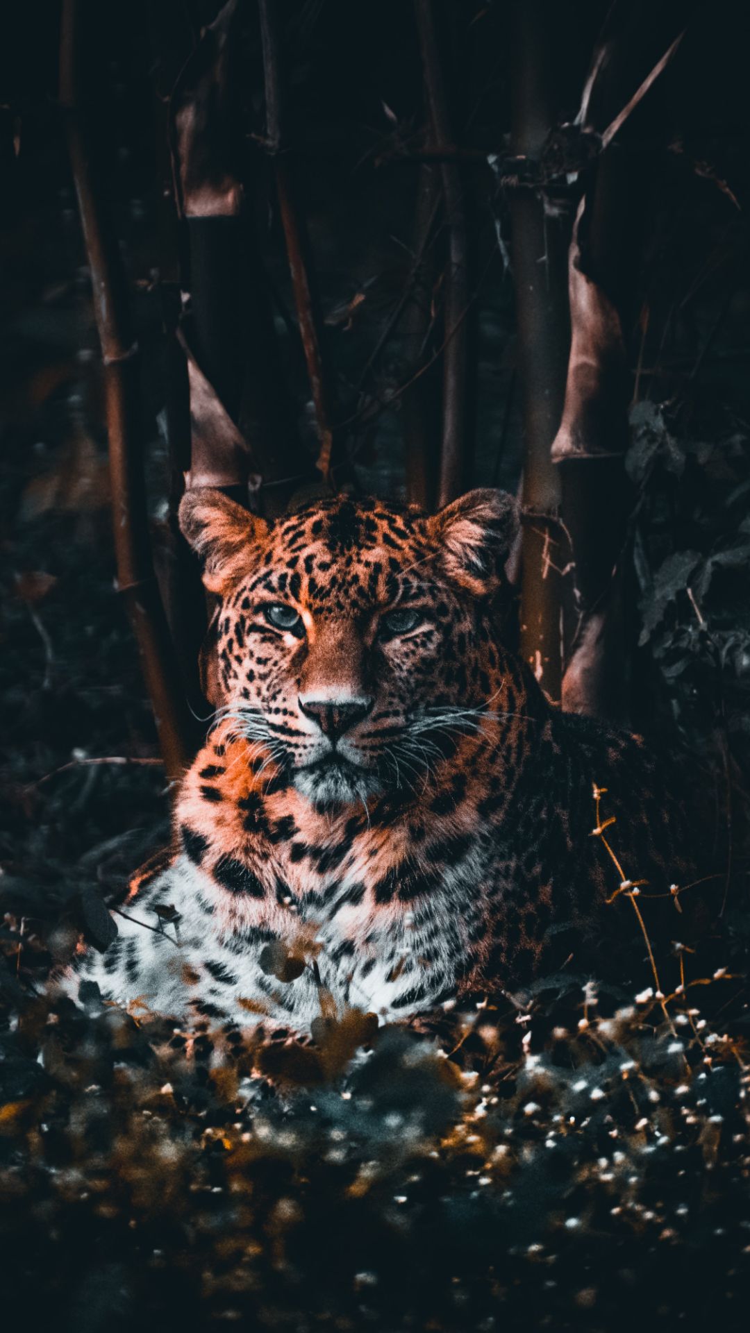 Cheetah Wallpapers