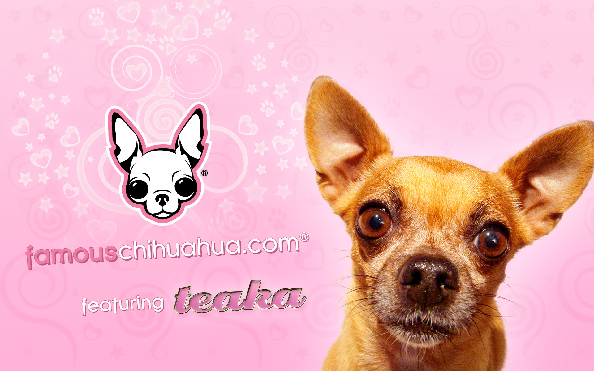 Chihuahua Wallpapers