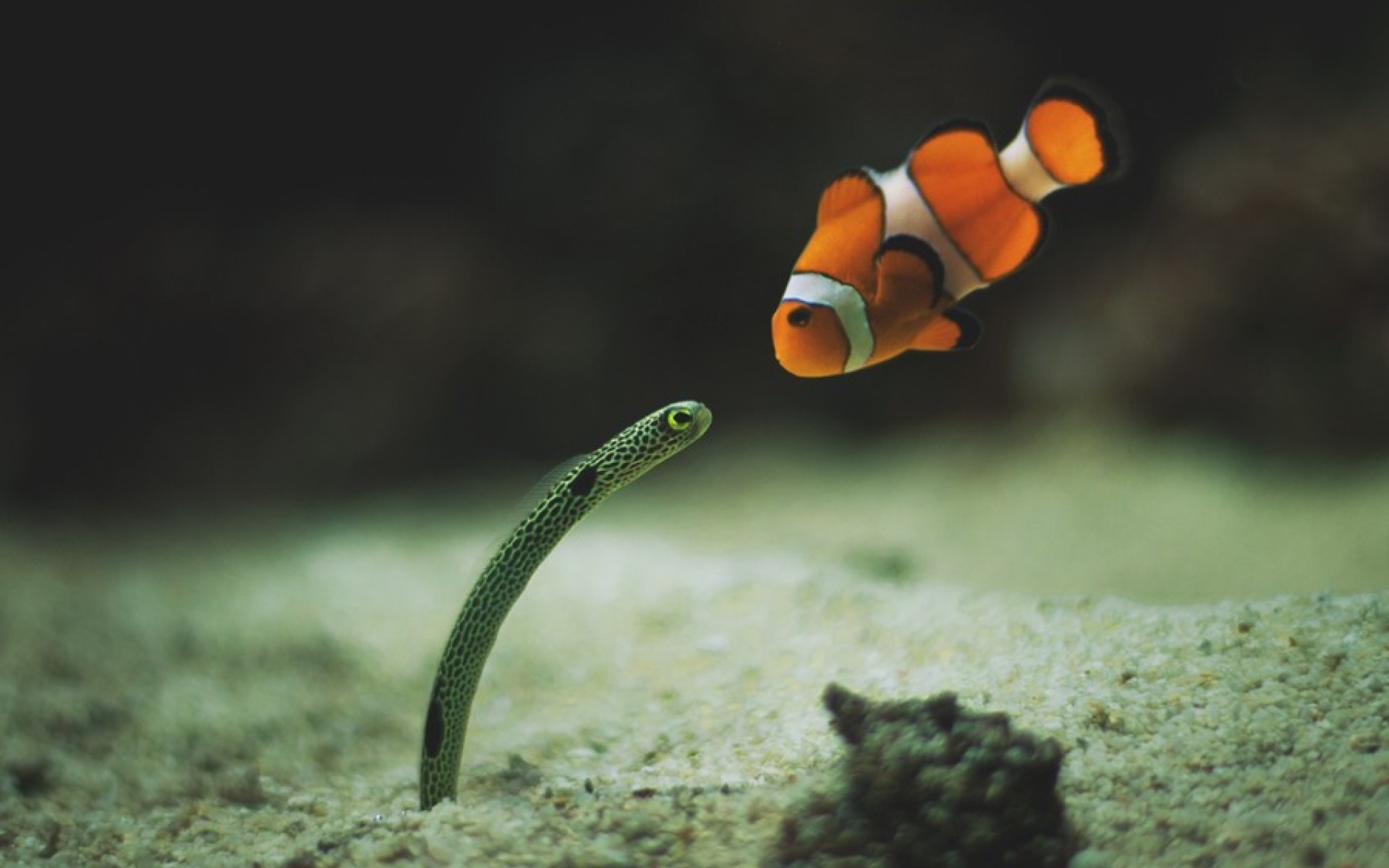 Clownfish Wallpapers