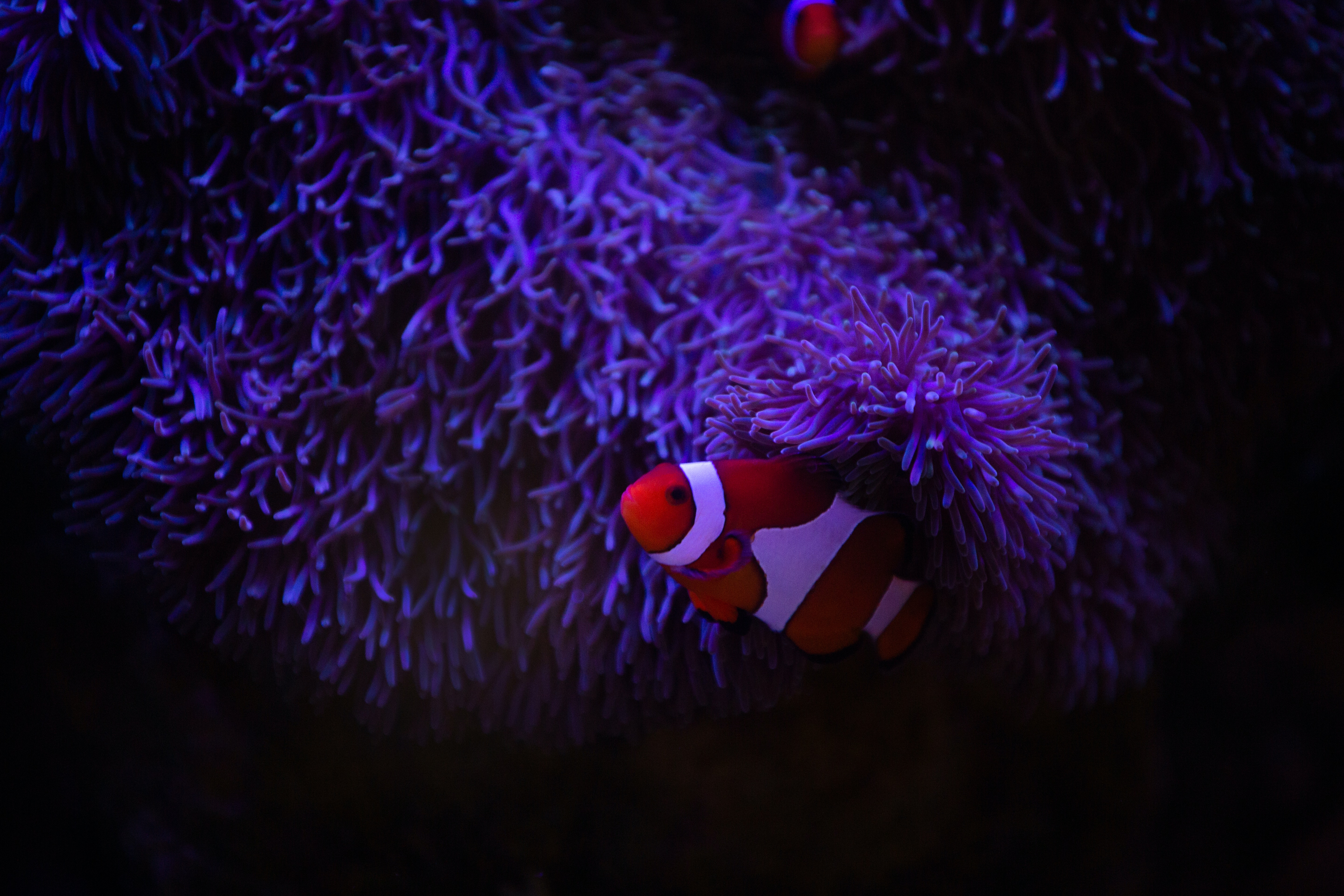 Clownfish Wallpapers