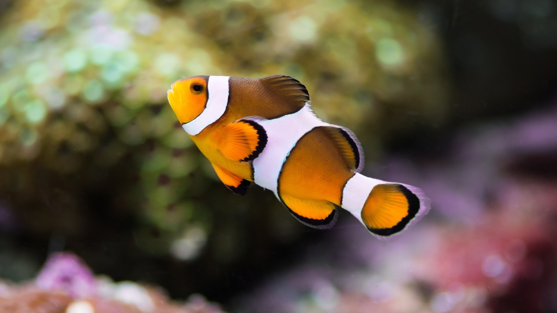 Clownfish Wallpapers