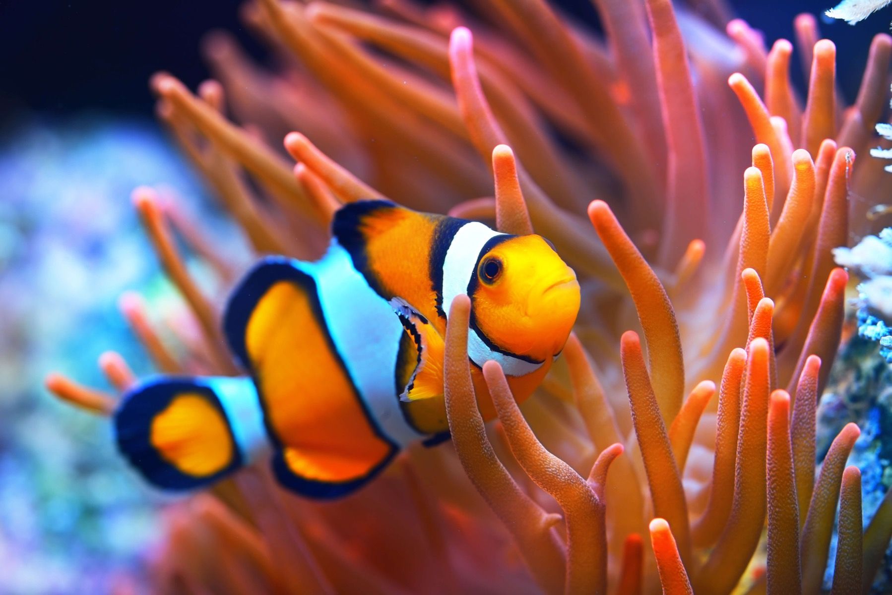 Clownfish Wallpapers