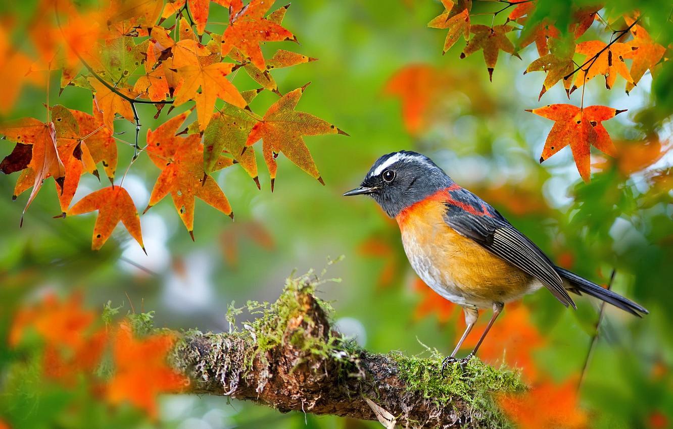 Collared Bush Robin Wallpapers