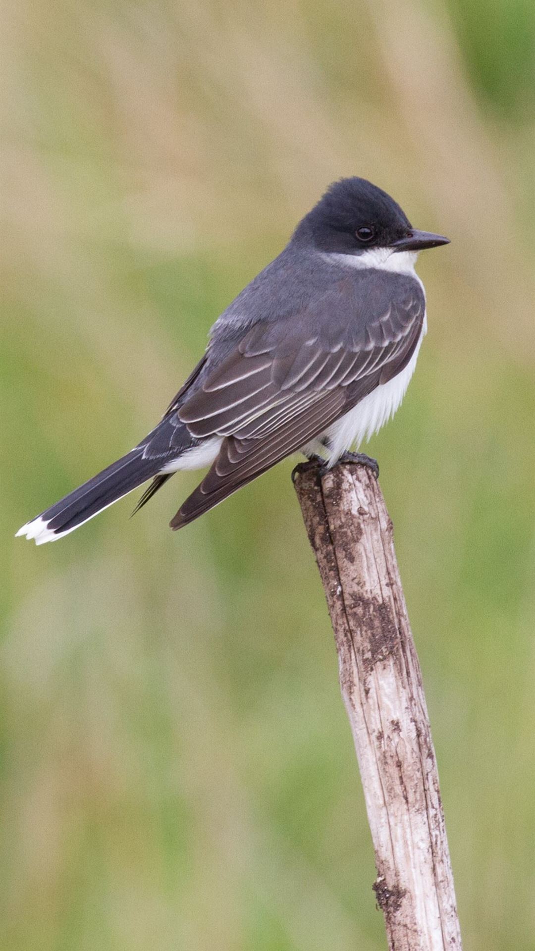 Collared Bush Robin Wallpapers