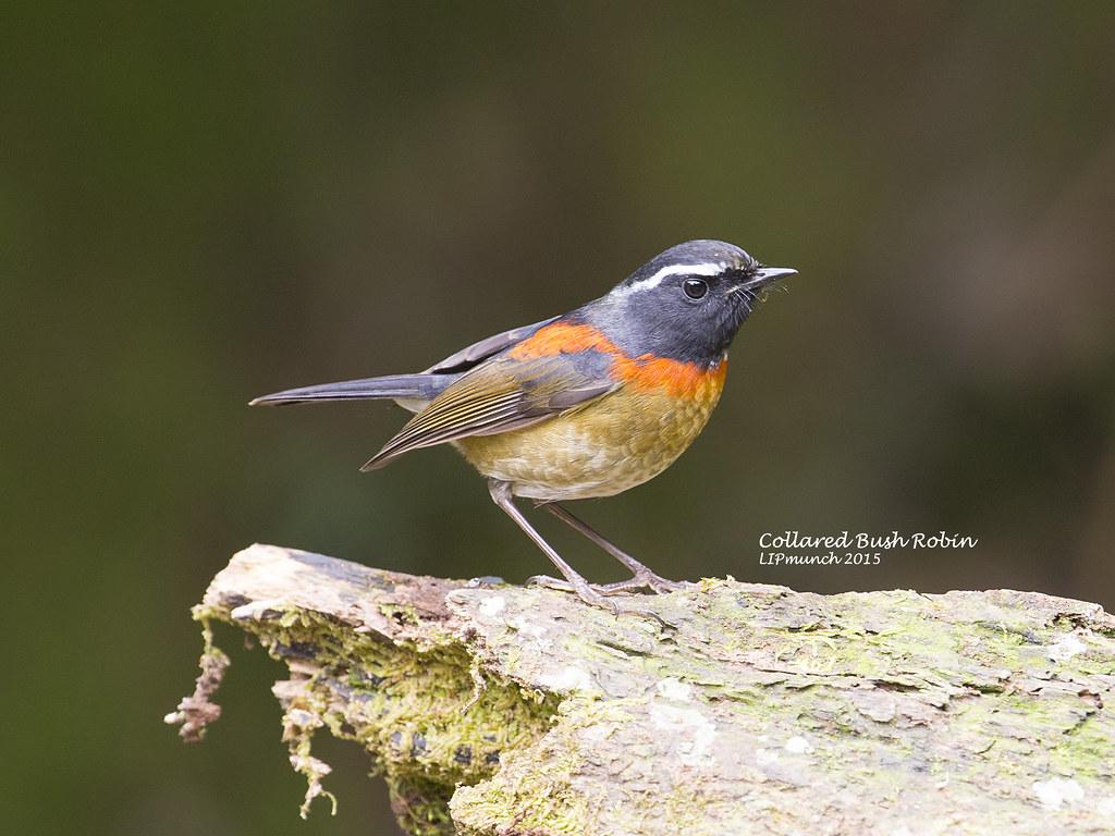 Collared Bush Robin Wallpapers