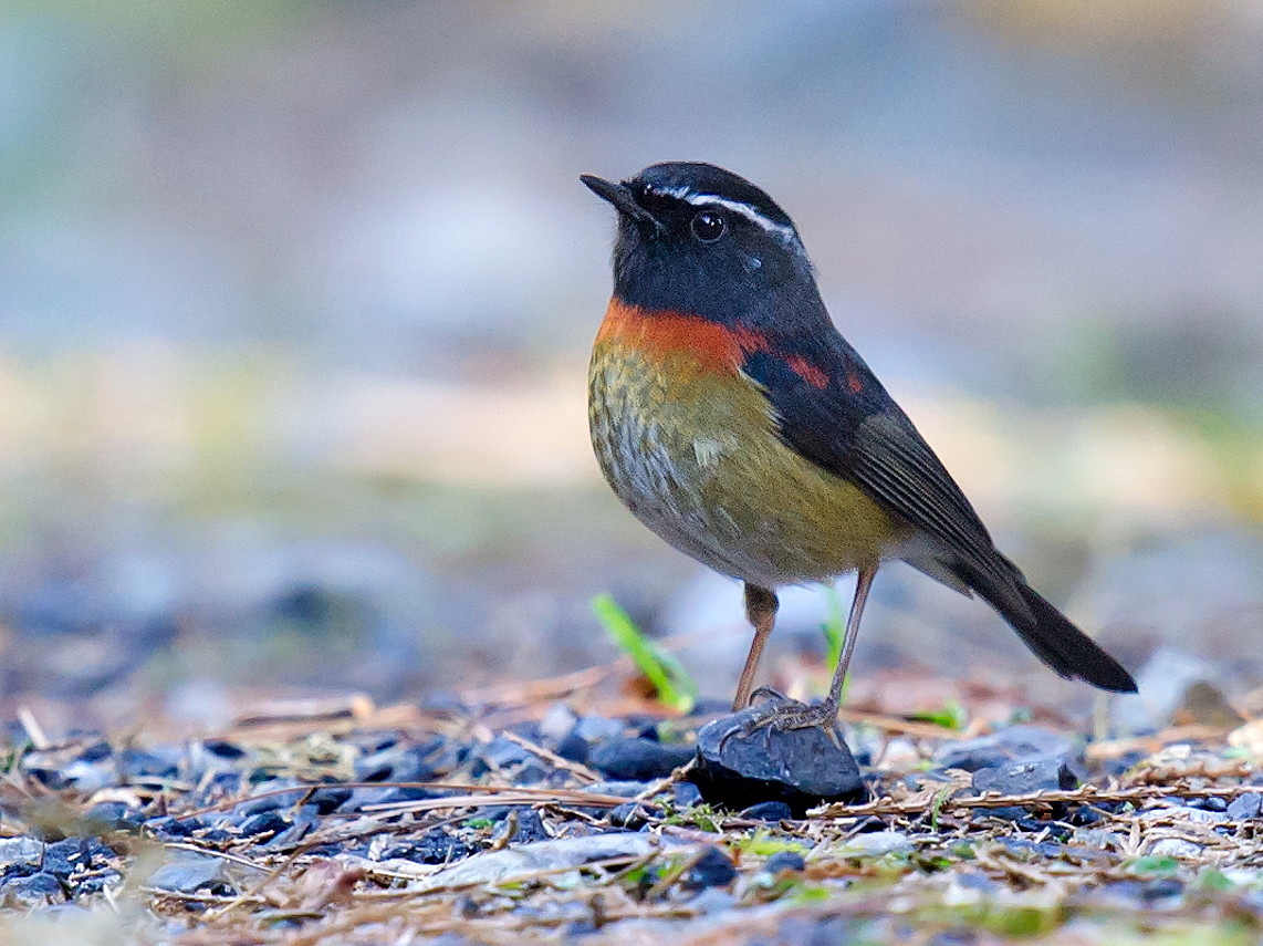 Collared Bush Robin Wallpapers