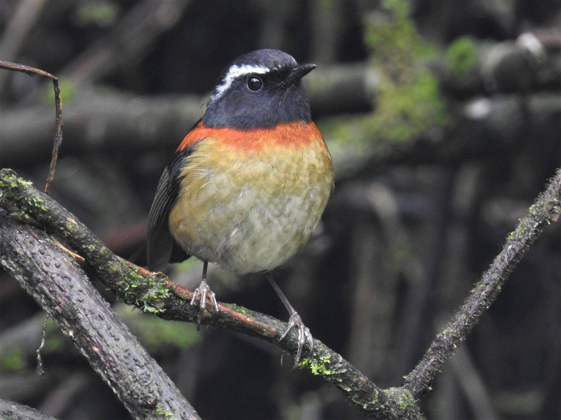 Collared Bush Robin Wallpapers