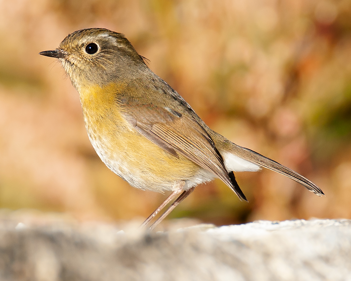 Collared Bush Robin Wallpapers