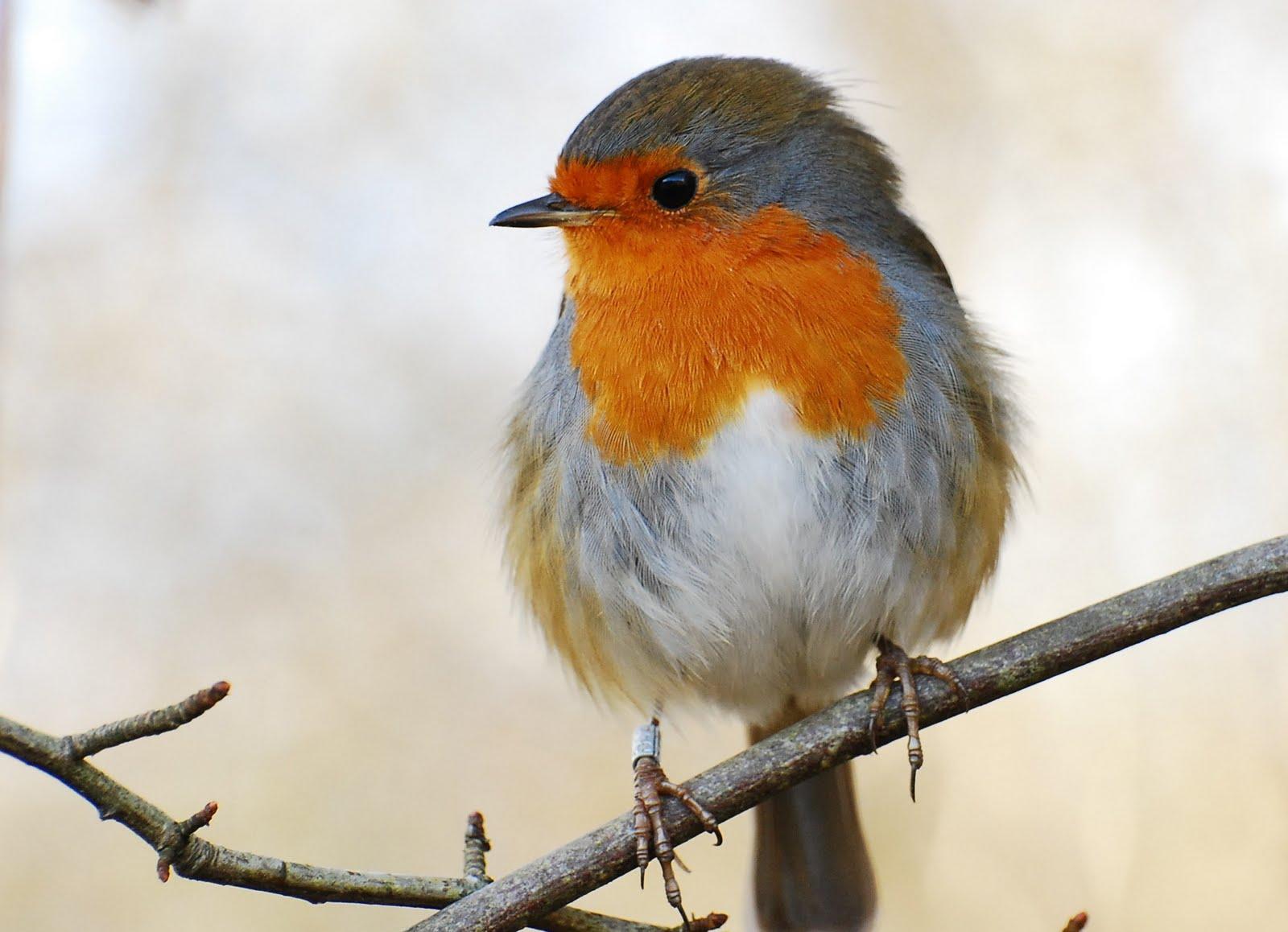 Collared Bush Robin Wallpapers