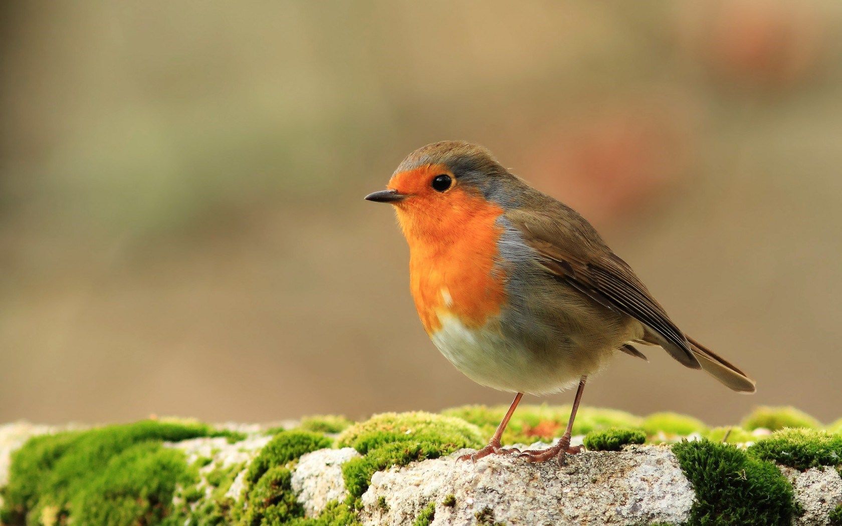 Collared Bush Robin Wallpapers