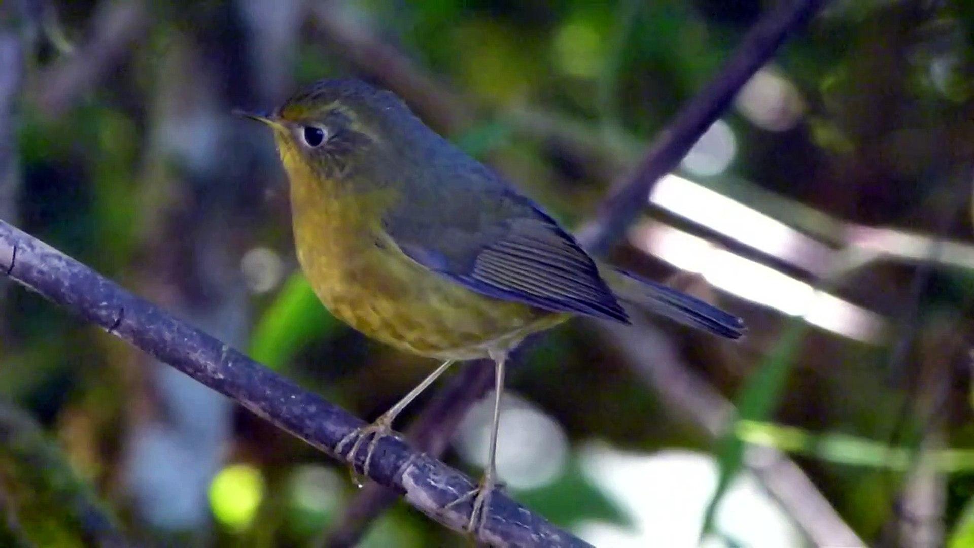 Collared Bush Robin Wallpapers