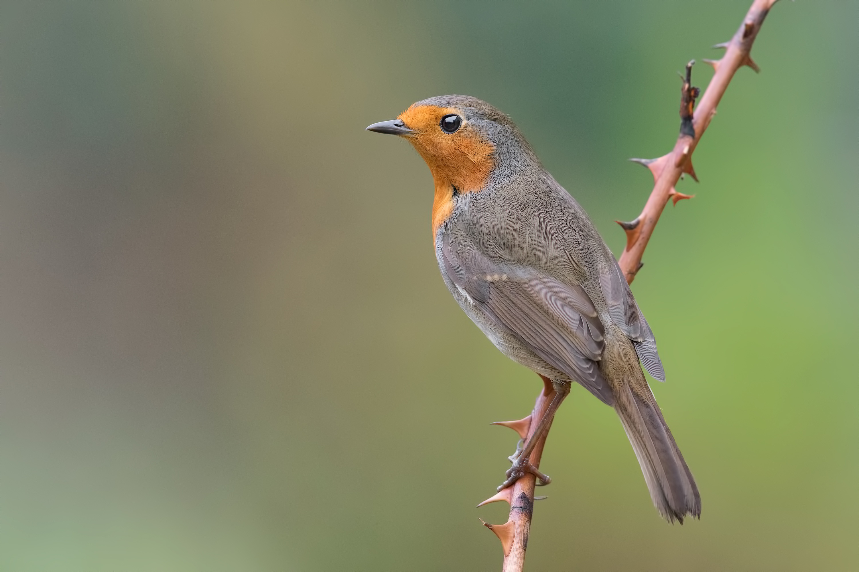 Collared Bush Robin Wallpapers