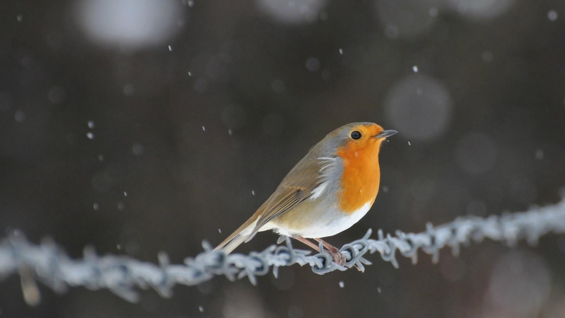 Collared Bush Robin Wallpapers