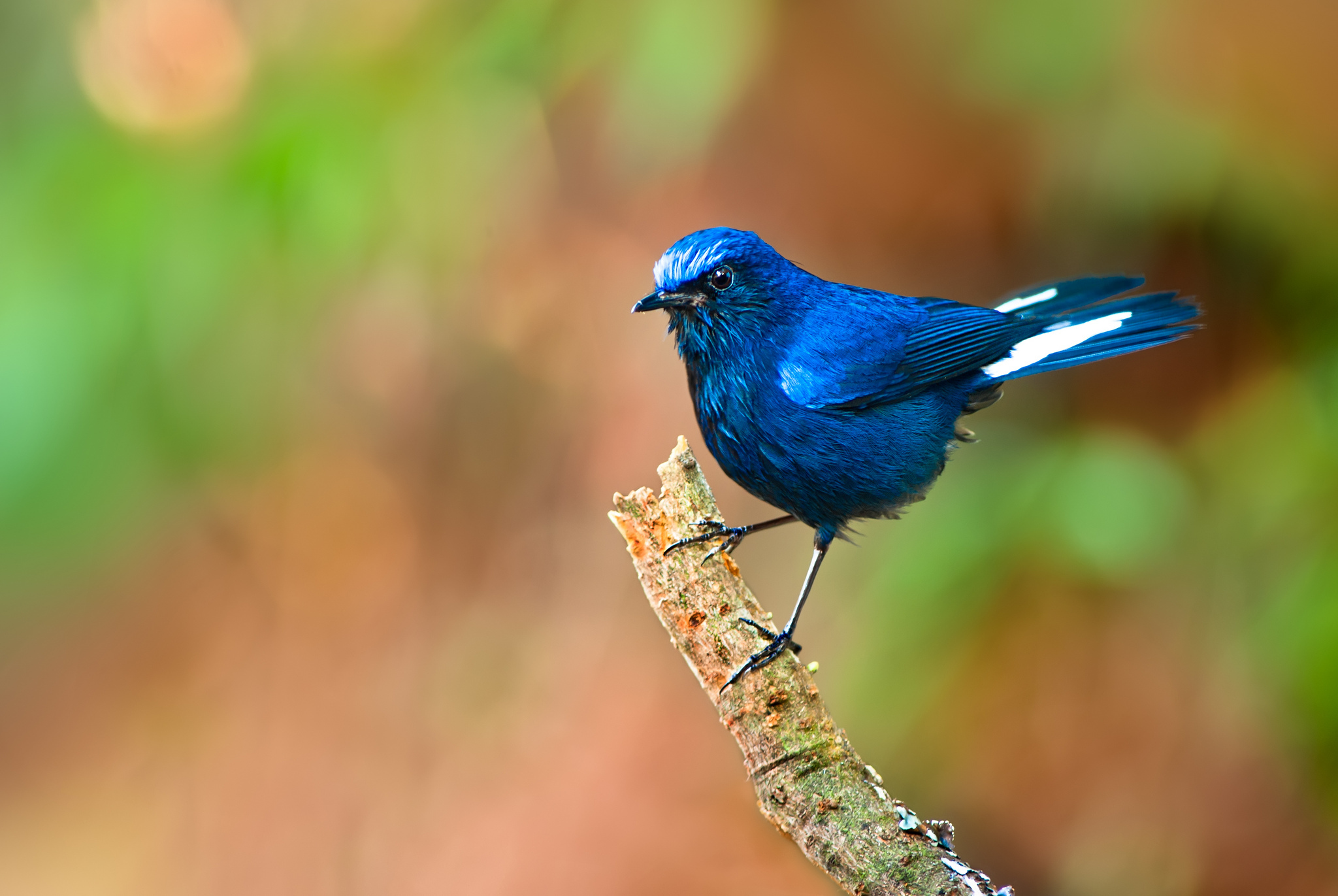 Collared Bush Robin Wallpapers