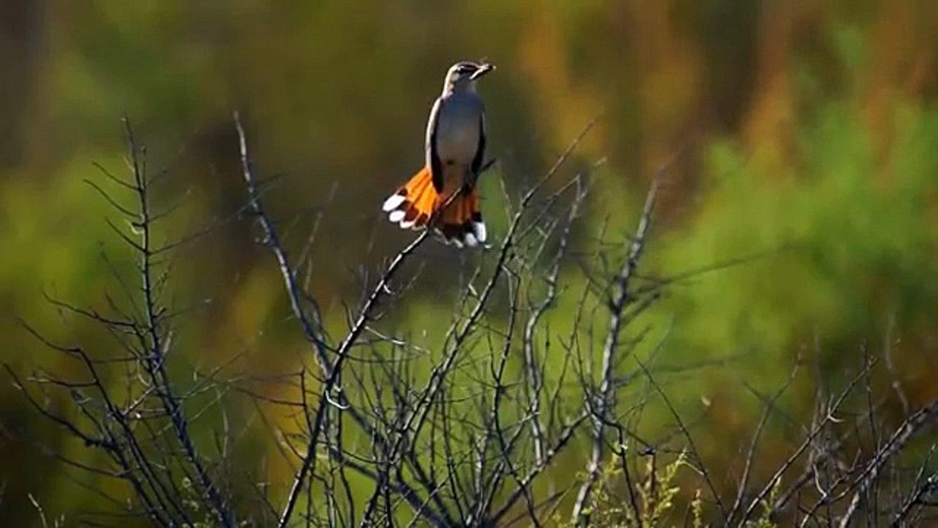 Collared Bush Robin Wallpapers