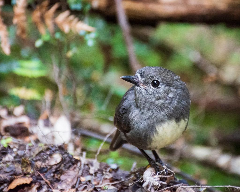 Collared Bush Robin Wallpapers