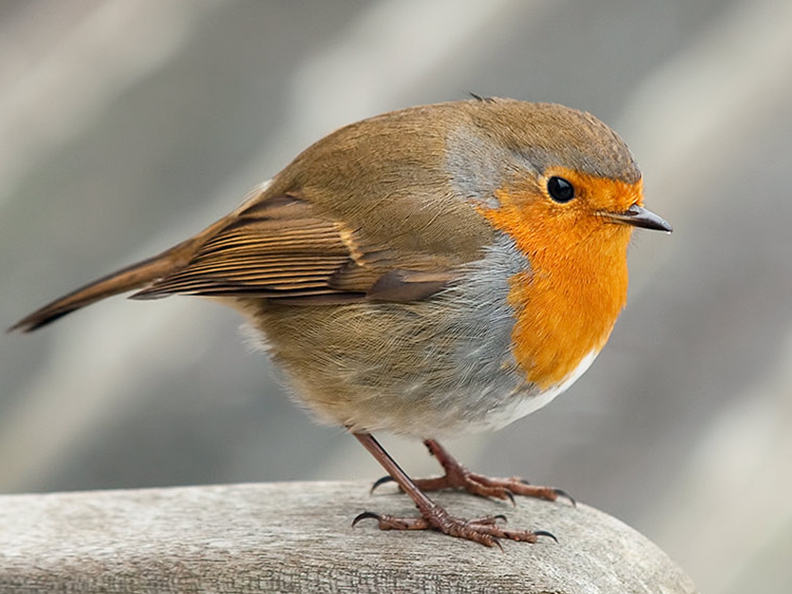 Collared Bush Robin Wallpapers