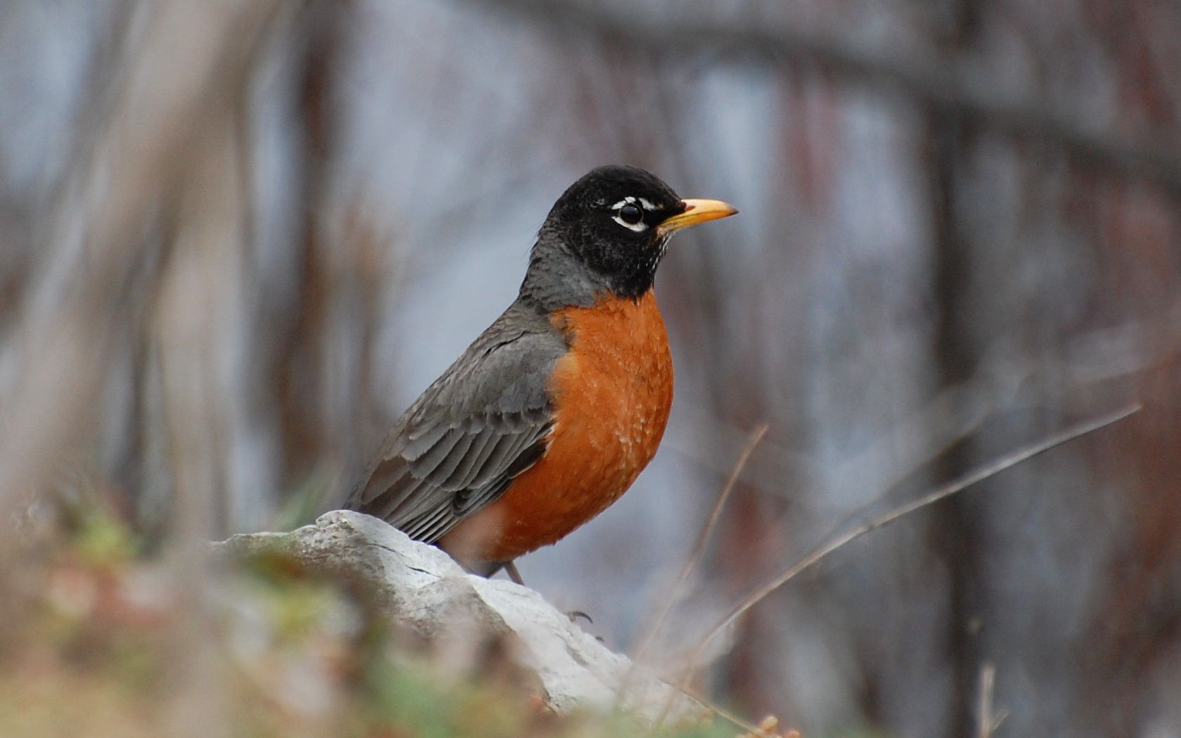 Collared Bush Robin Wallpapers