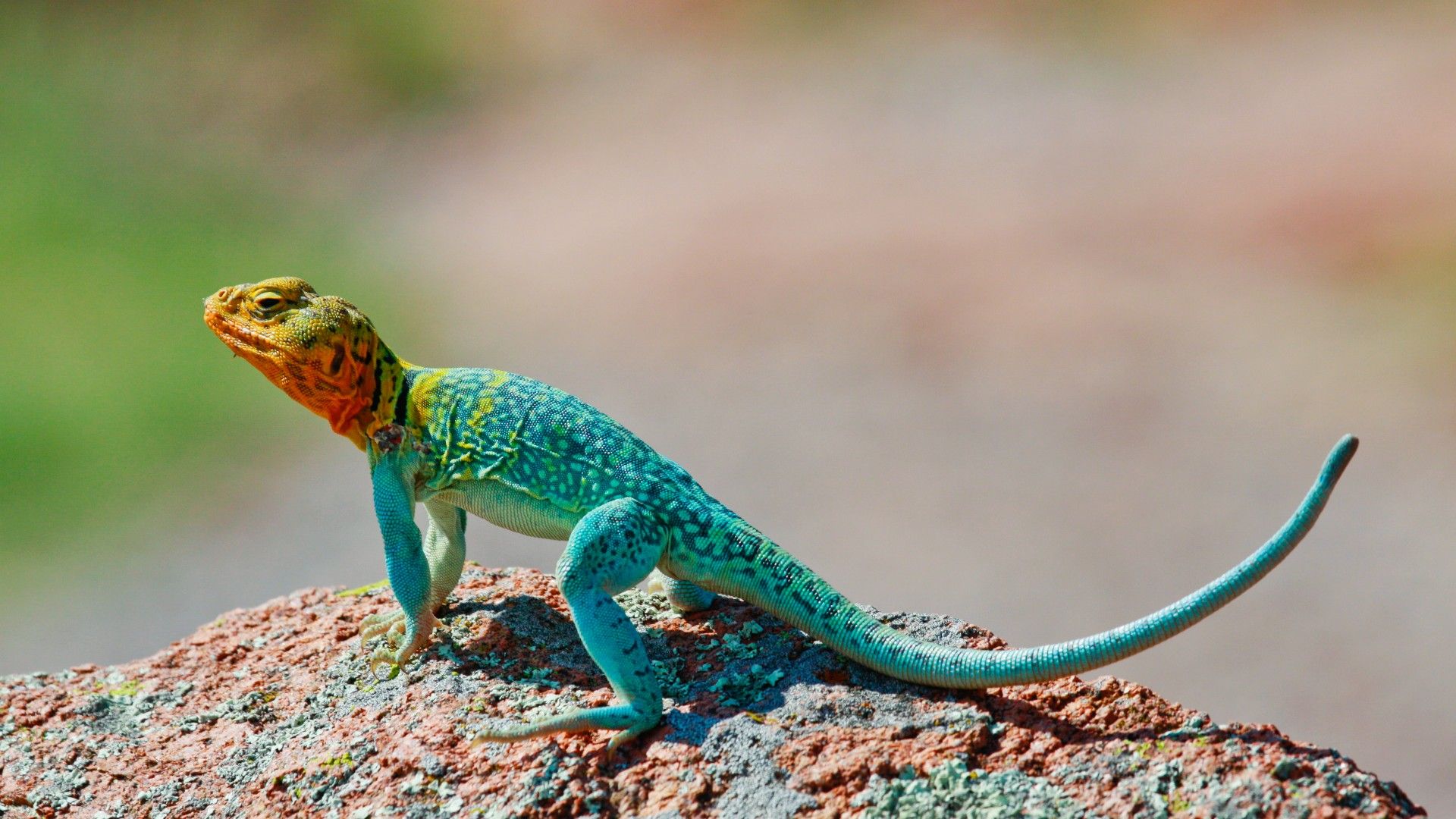 Collared Lizard Wallpapers