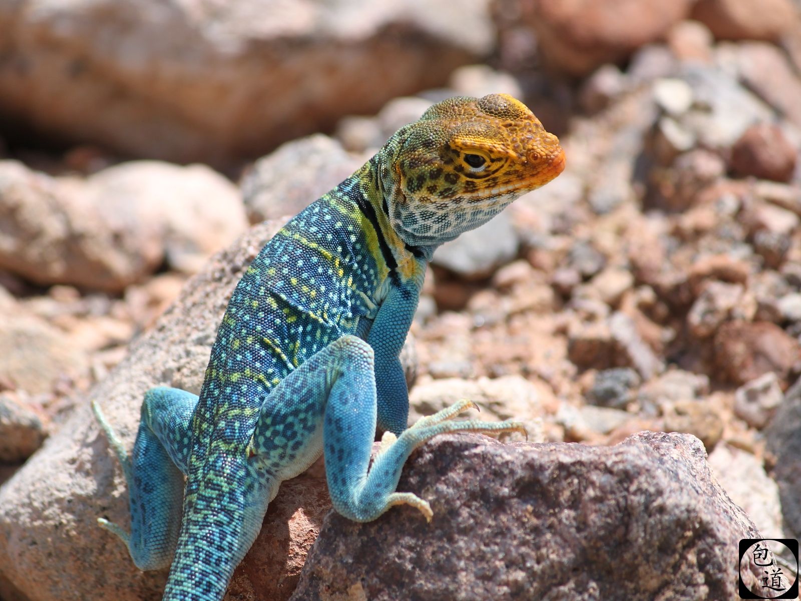 Collared Lizard Wallpapers