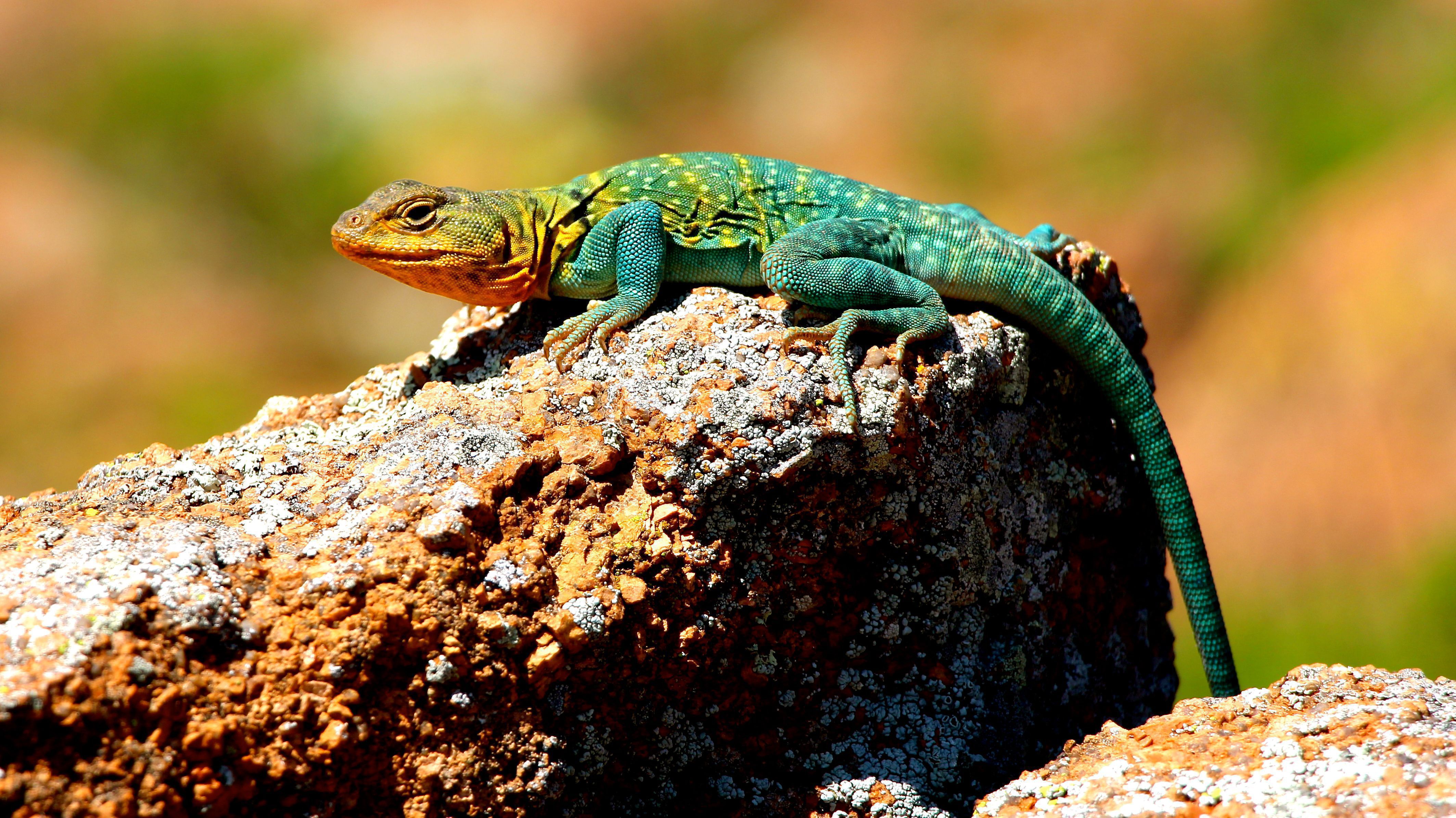 Collared Lizard Wallpapers