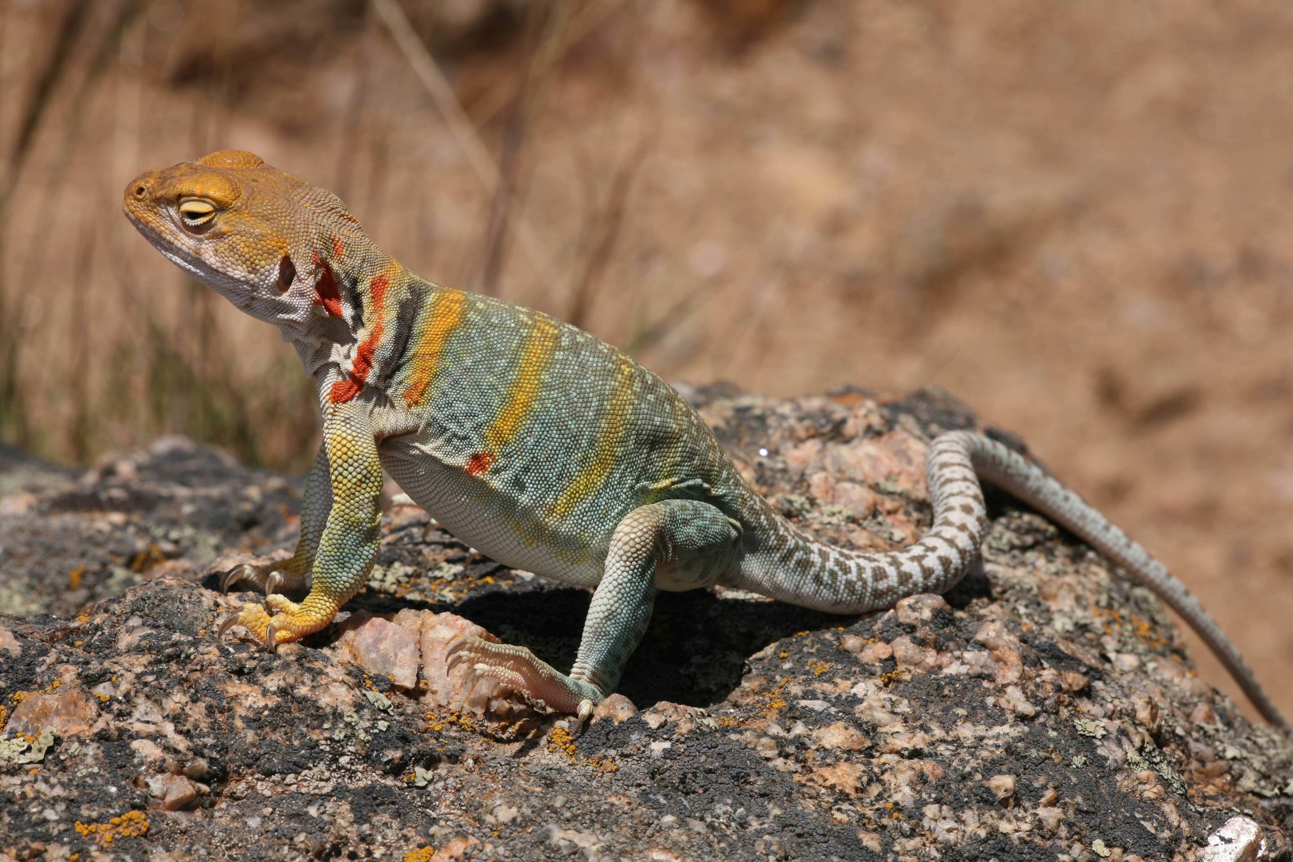 Collared Lizard Wallpapers