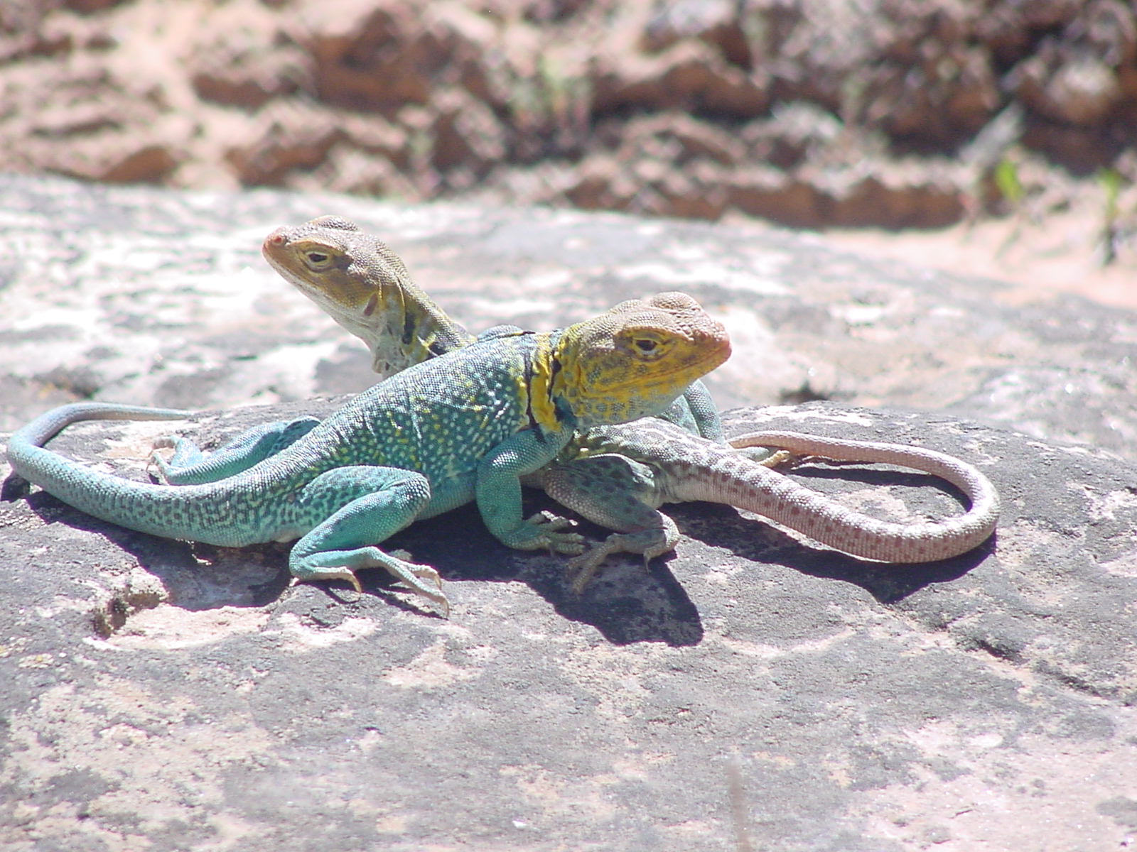 Collared Lizard Wallpapers