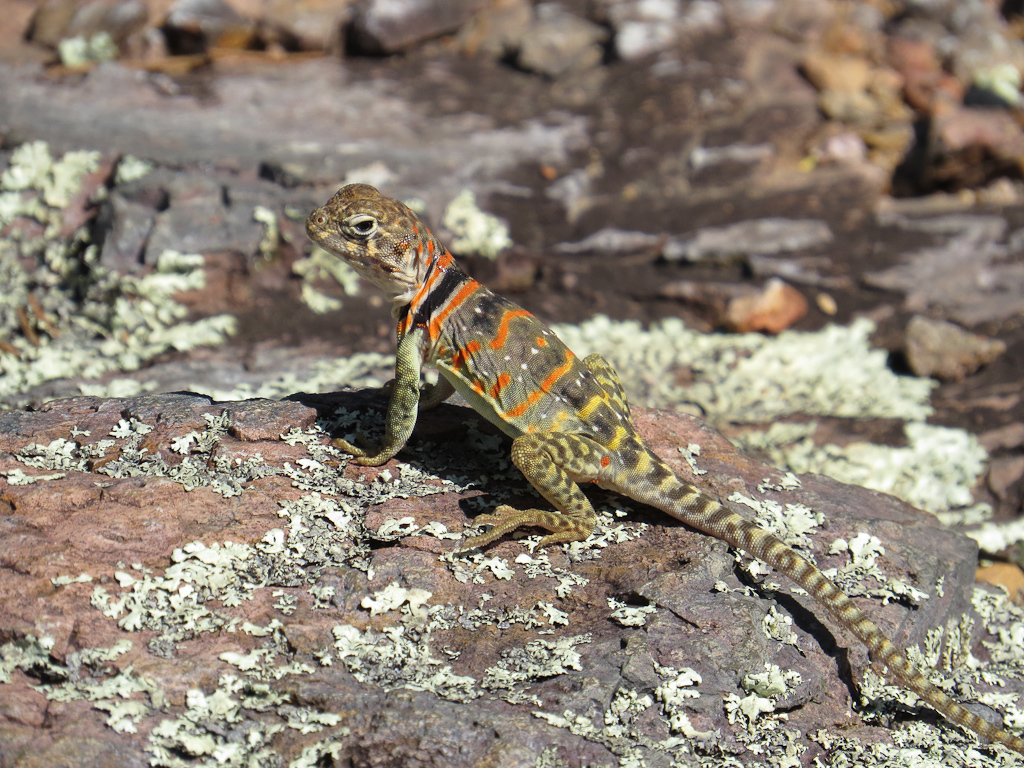 Collared Lizard Wallpapers