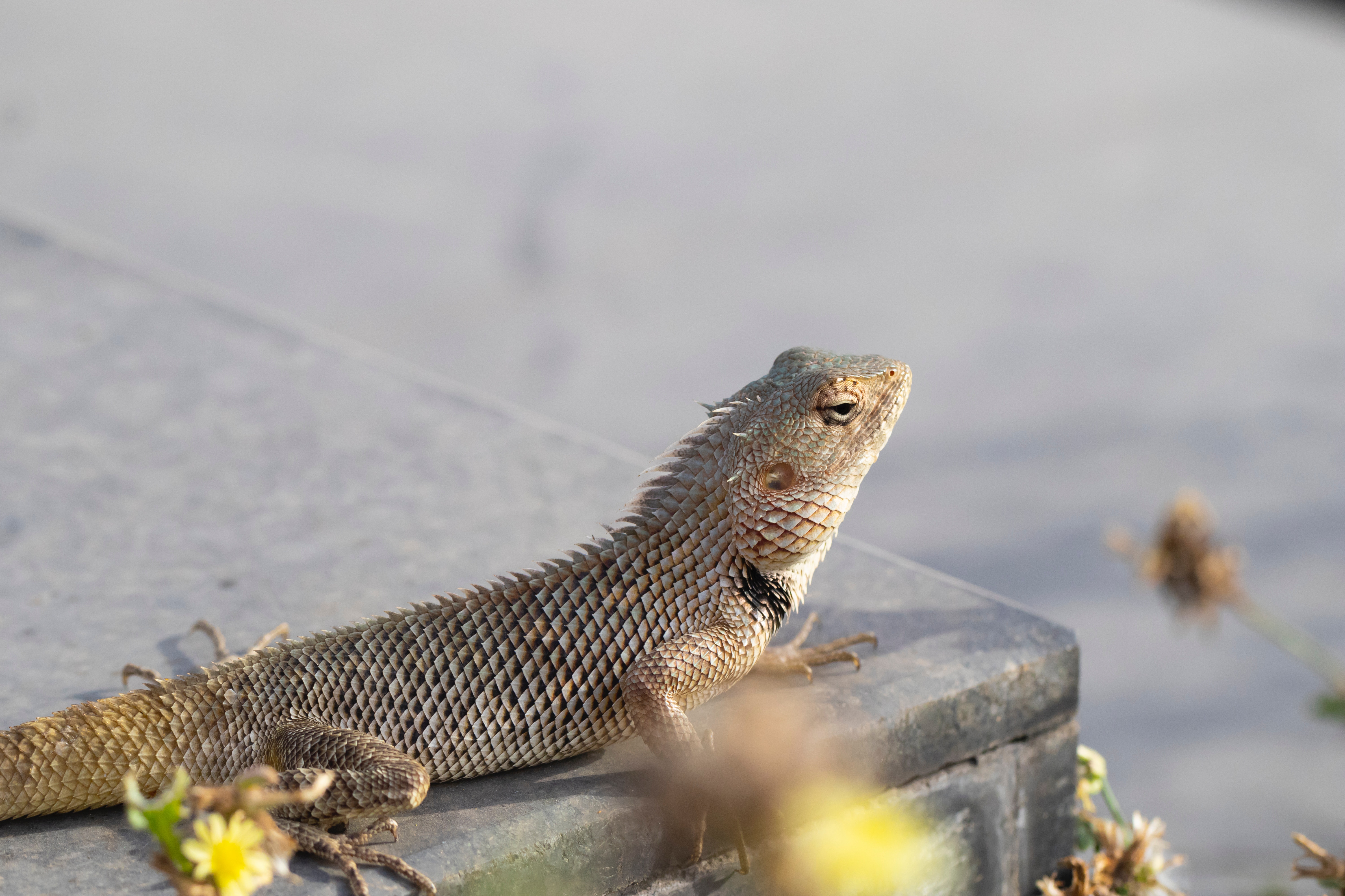 Collared Lizard Wallpapers