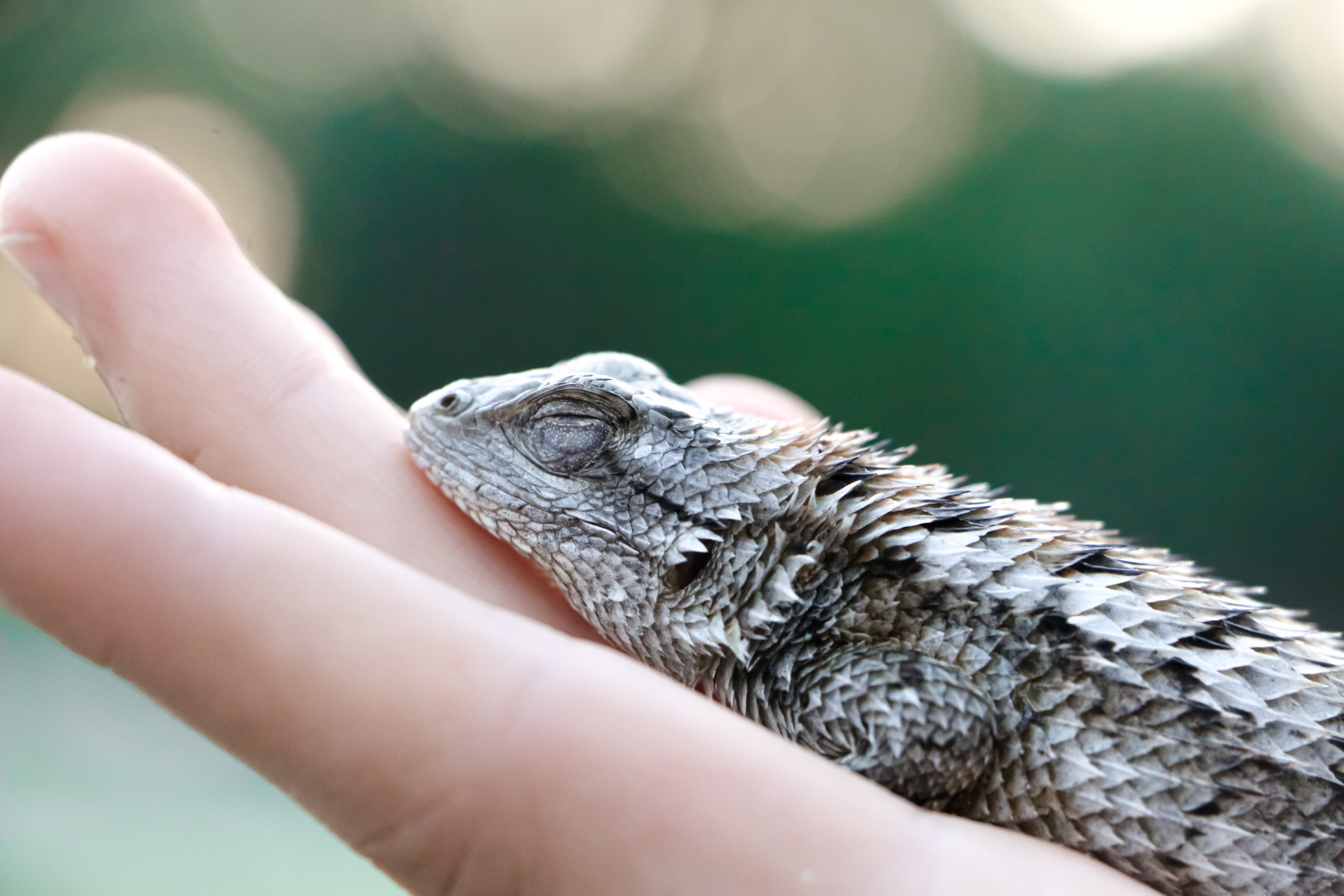 Collared Lizard Wallpapers