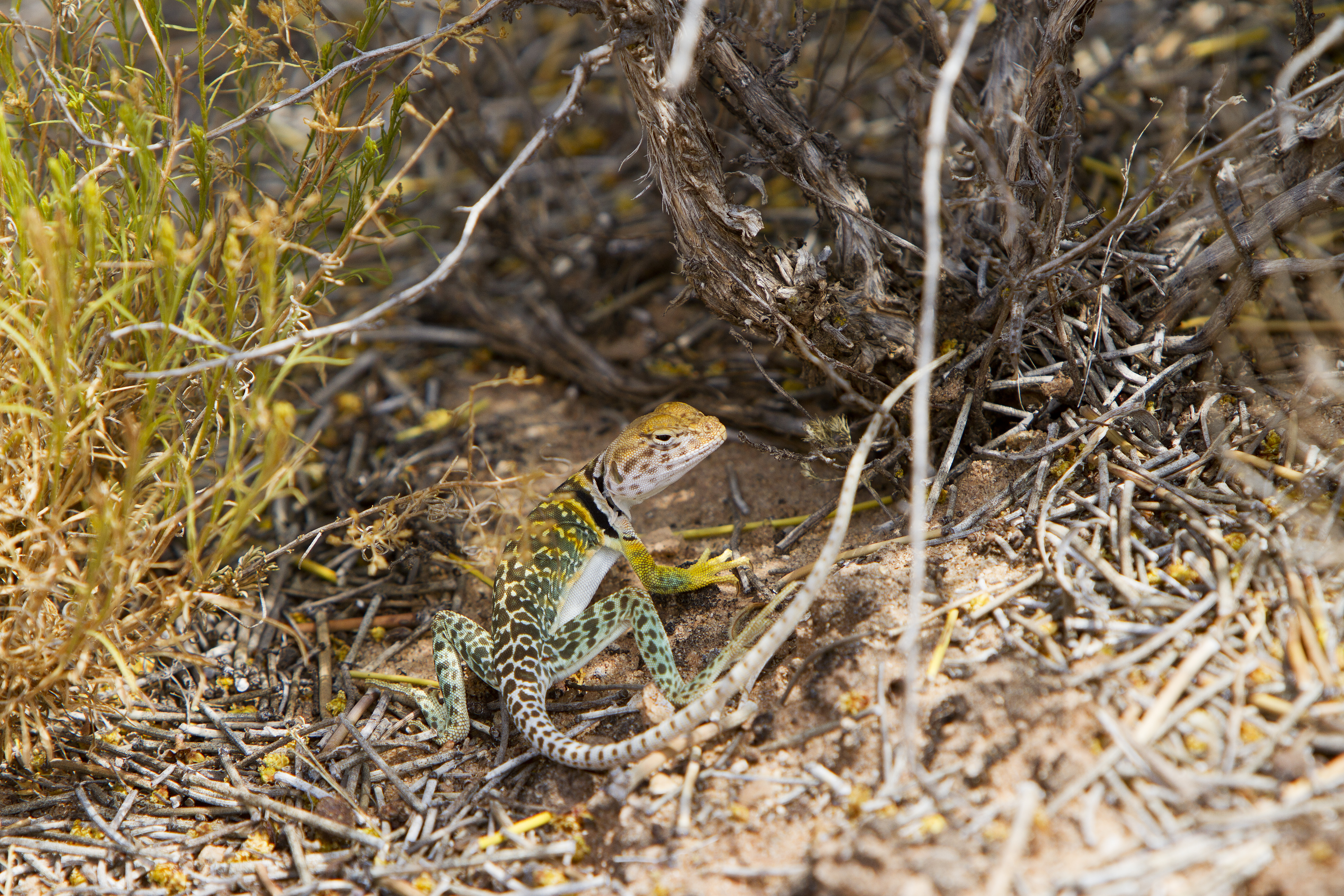 Collared Lizard Wallpapers