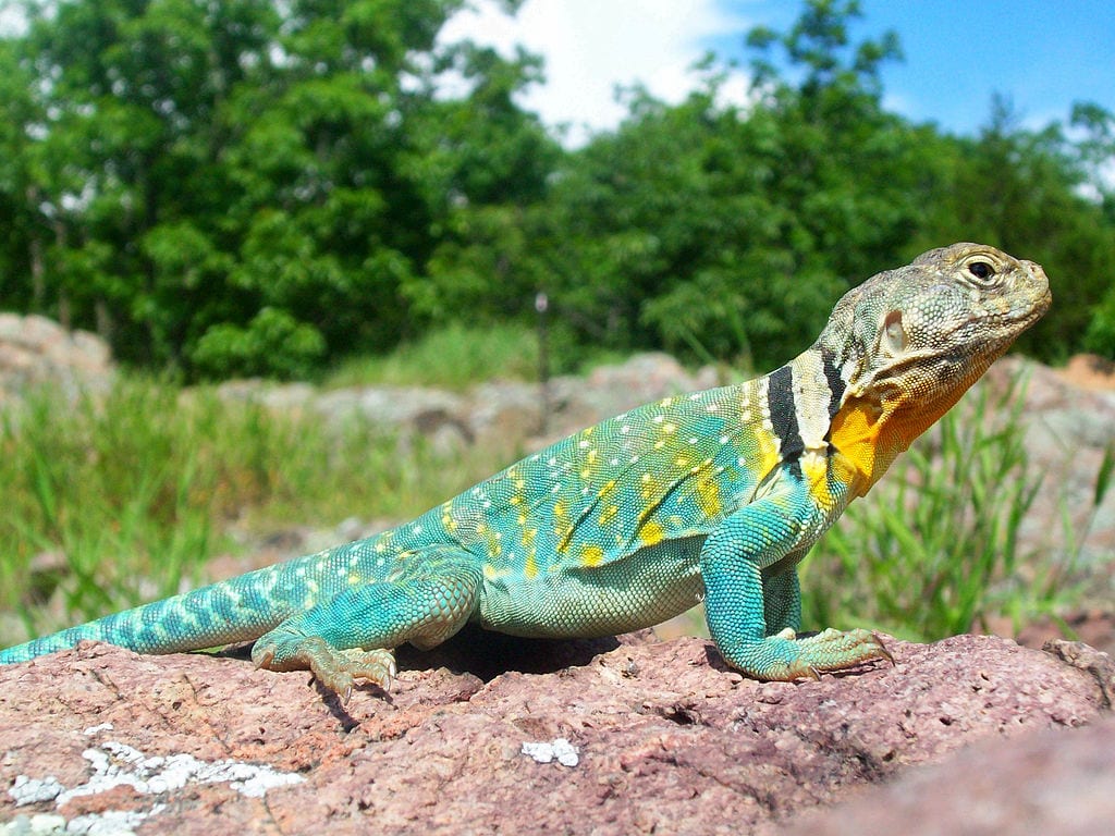 Collared Lizard Wallpapers