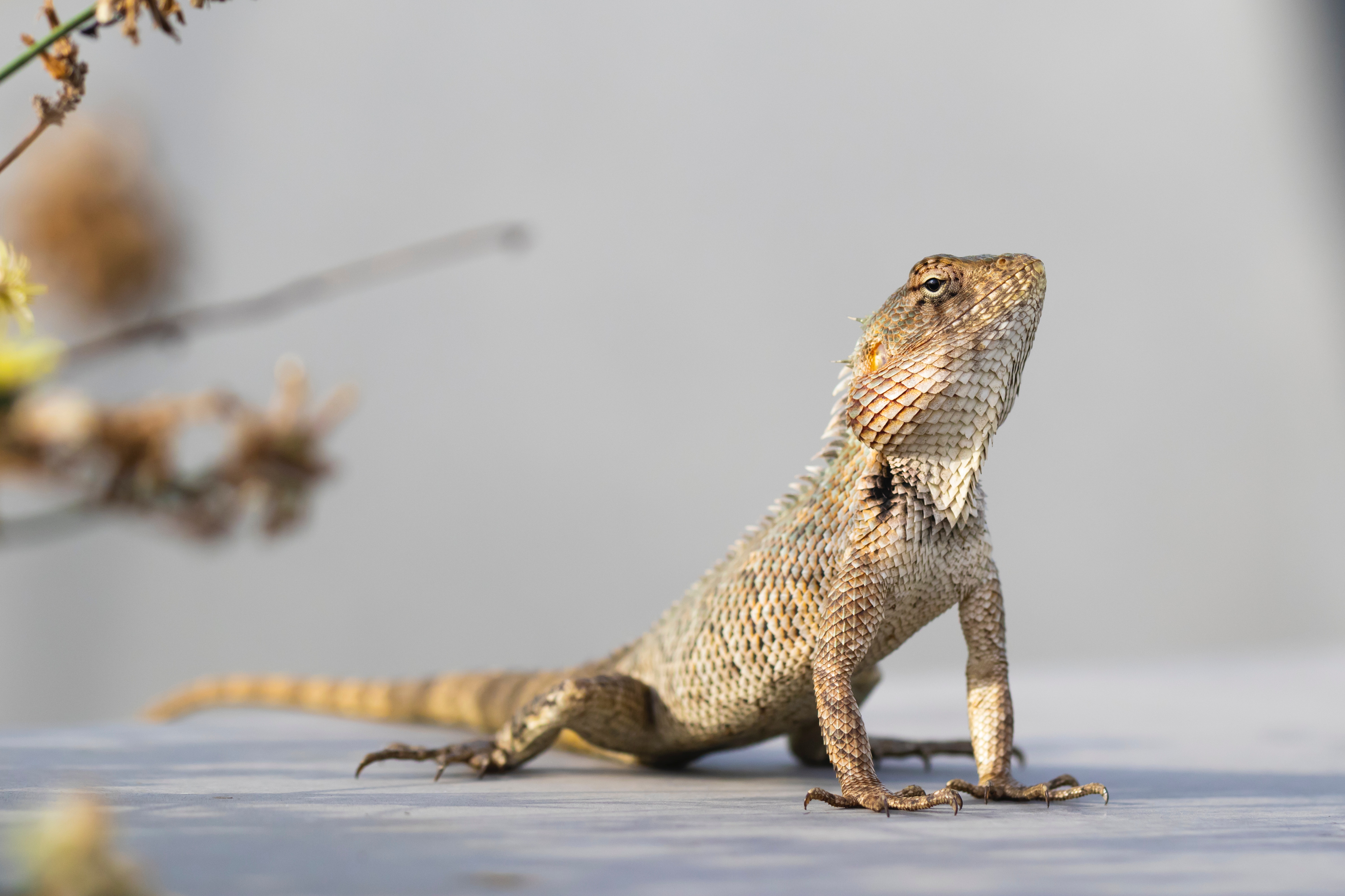 Collared Lizard Wallpapers