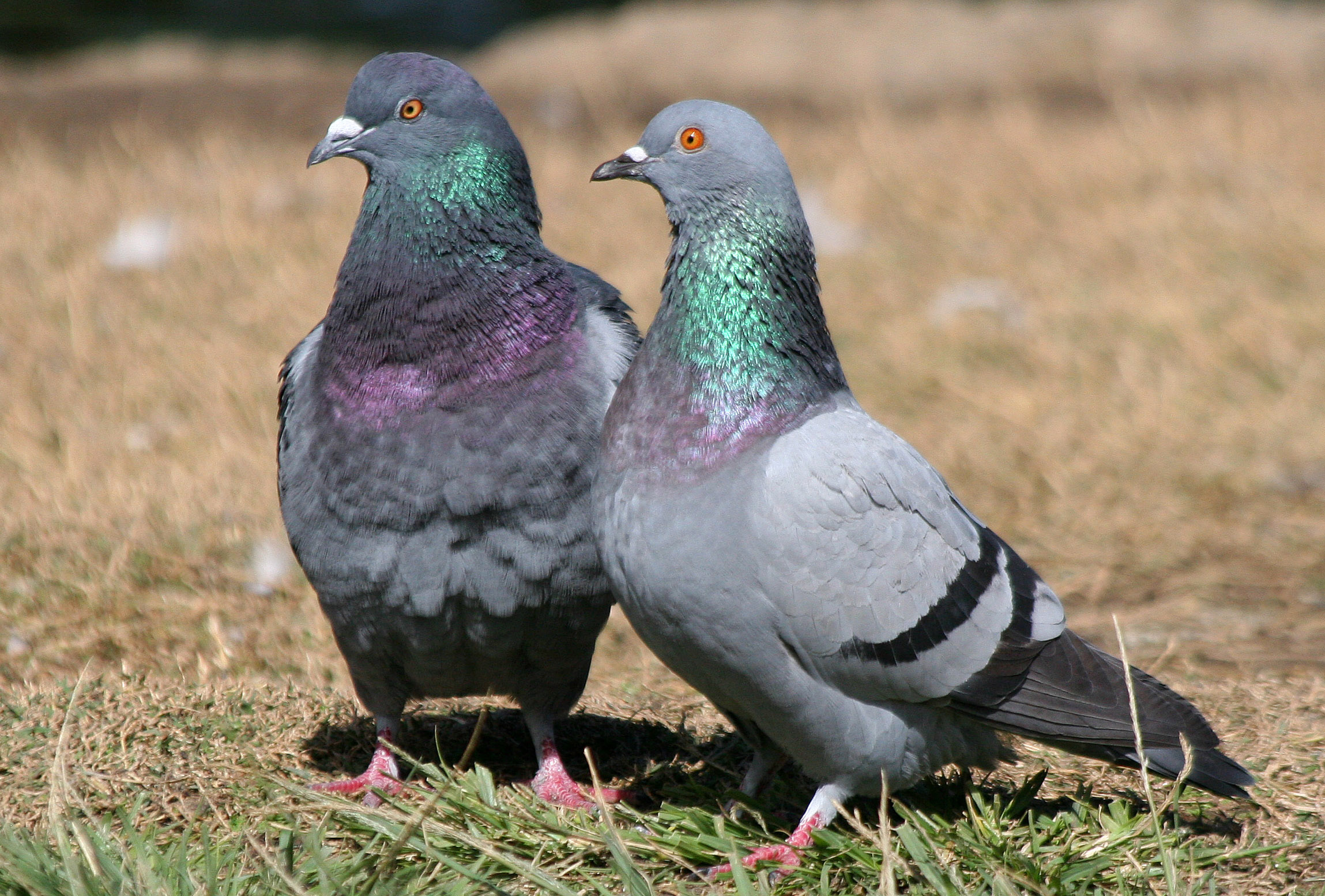 Columbidae Wallpapers