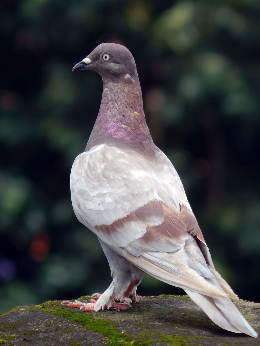 Columbidae Wallpapers