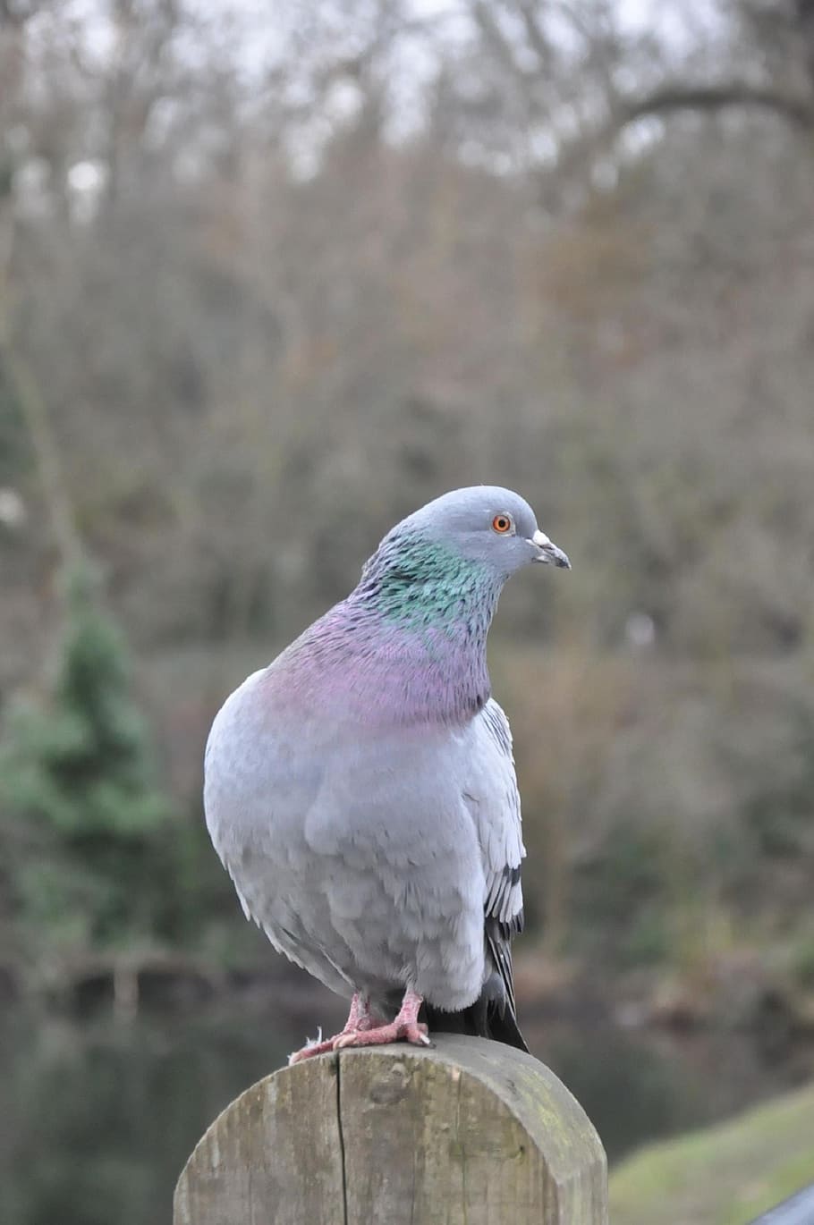 Columbidae Wallpapers